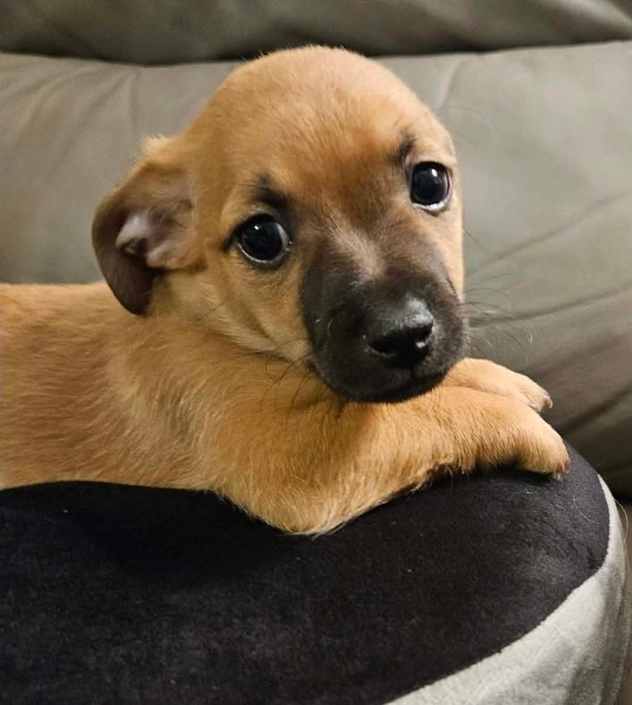 Enlarge River, an adopted mixed breed in Galt, CA image 4/5