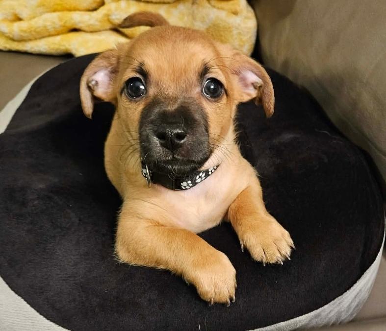 Enlarge River, an adopted mixed breed in Galt, CA image 3/5