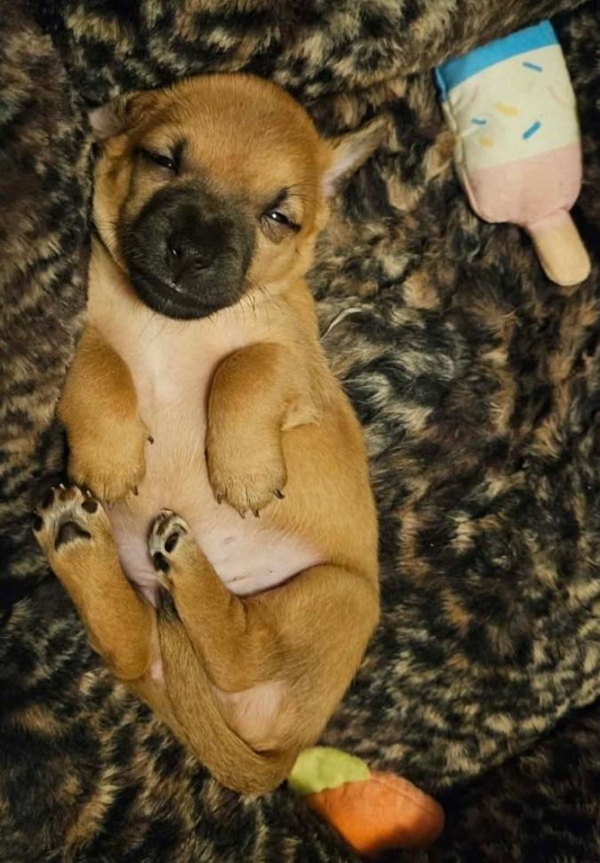 Enlarge River, an adopted mixed breed in Galt, CA image 2/5