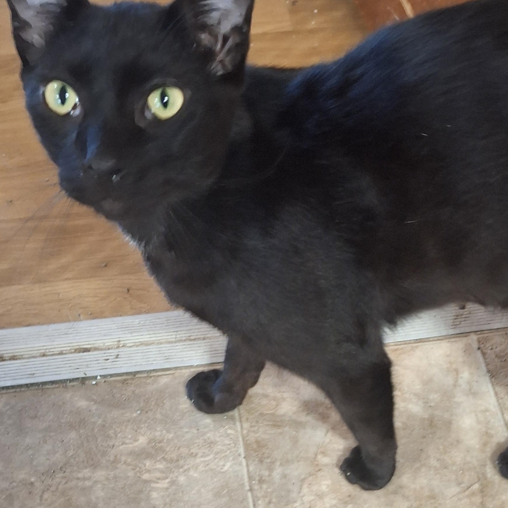 Boo, ADOPTABLE, Kitten Male Domestic Short Hair.