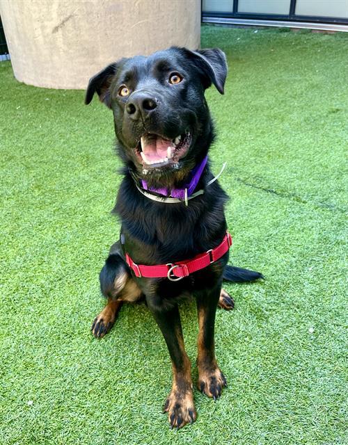 SEBASTIAN, Adoptable, Adult Male Rottweiler & Mixed Breed.