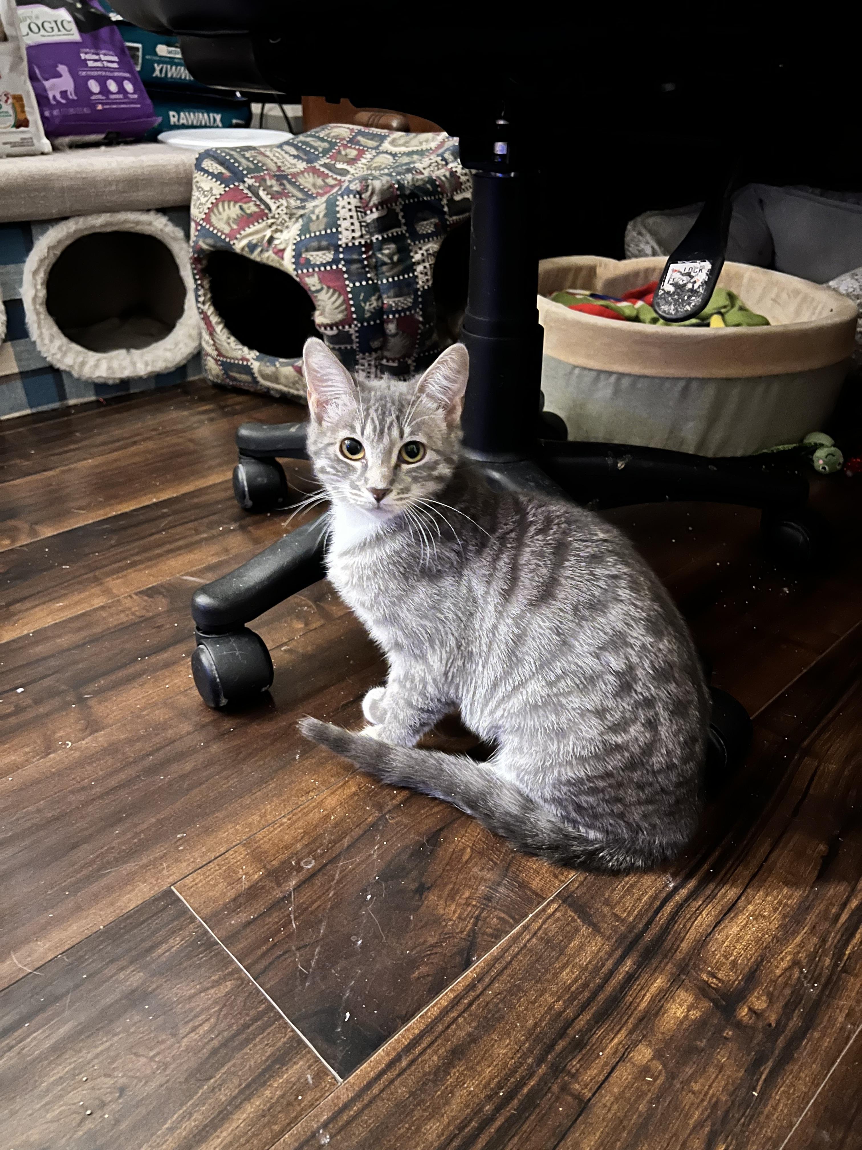 Blossom, a Adoptable Tabby in Aurora, CO image 3/4