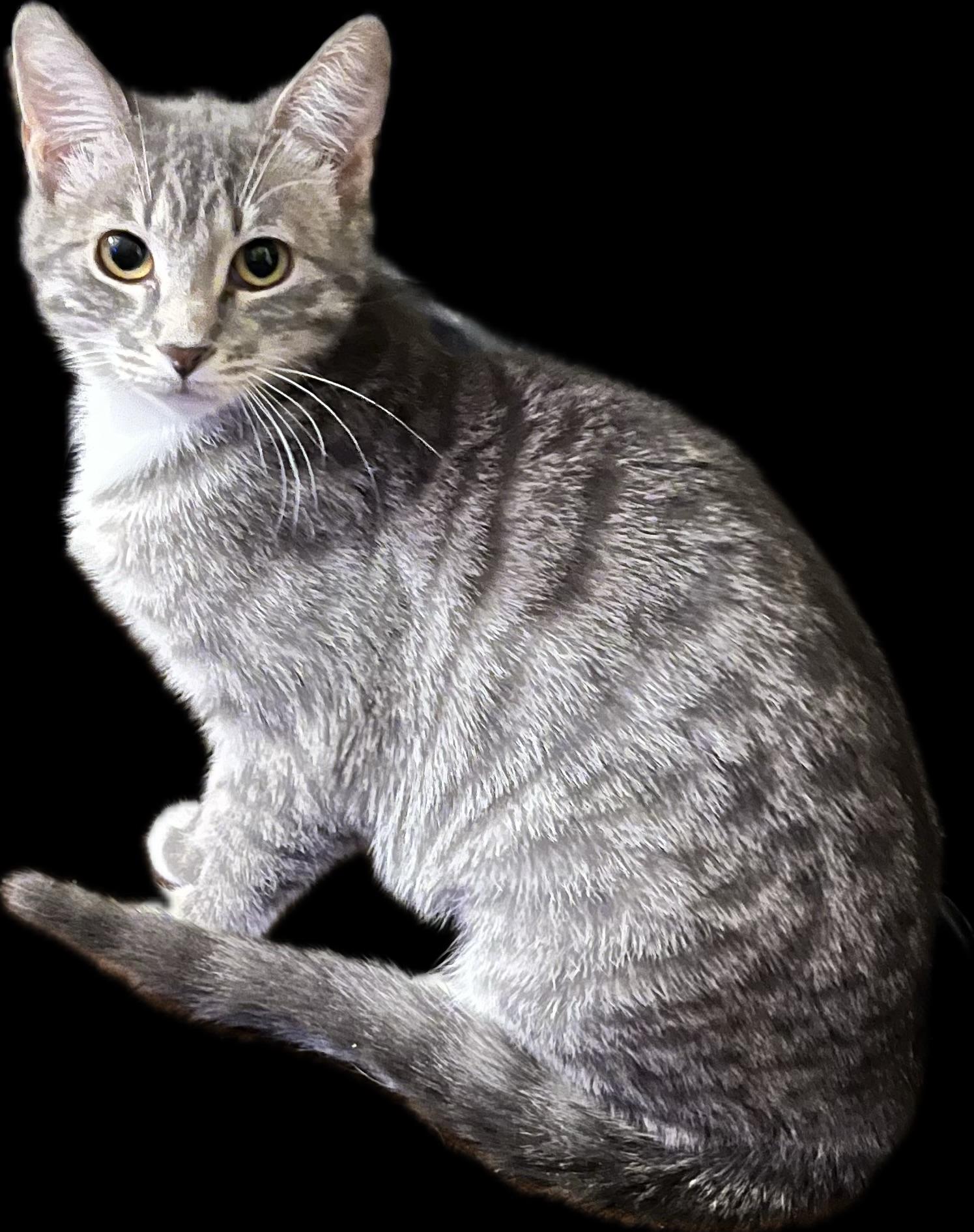 Blossom, a Adoptable Tabby in Aurora, CO image 2/4