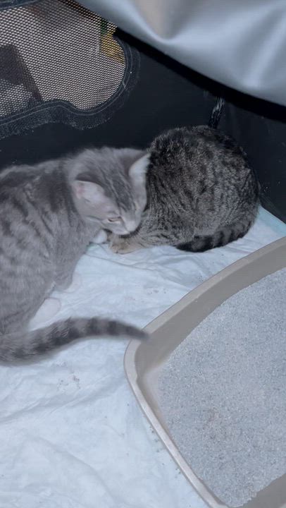 Enlarge Blossom, a Adoptable Tabby in Aurora, CO video 4/4