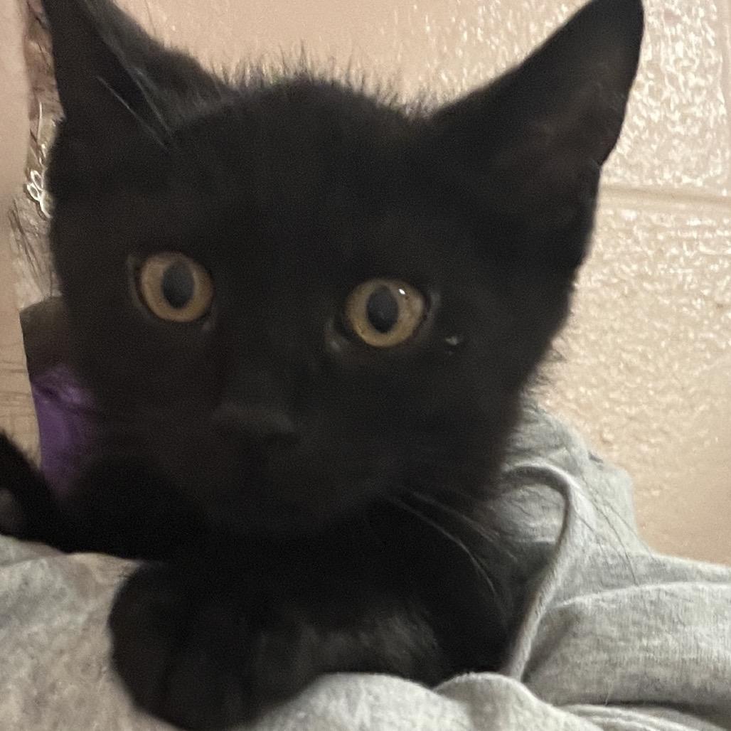 James, Adoptable, Kitten Male Domestic Short Hair.