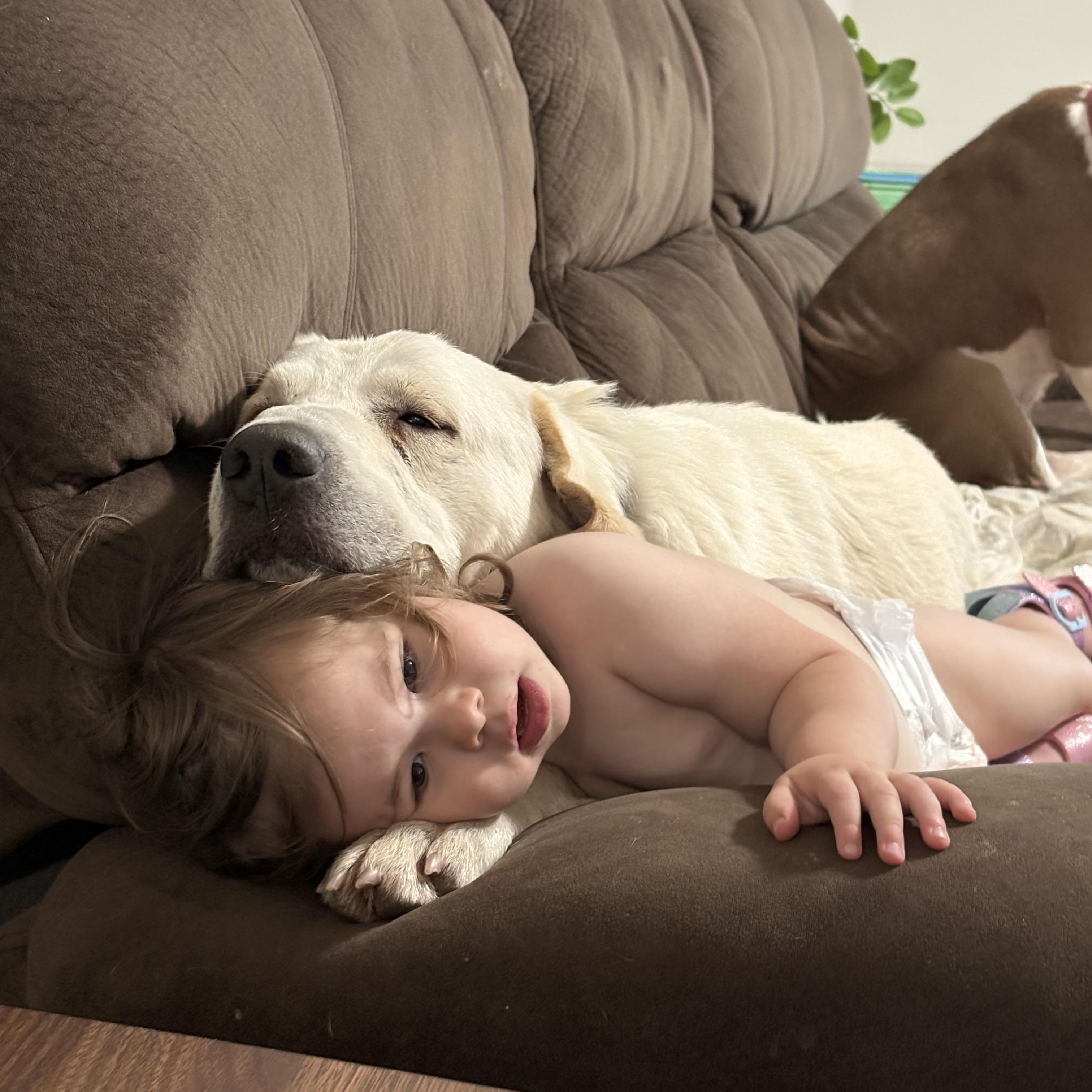 Cochise, an adoptable Great Pyrenees, Akbash in Krum, TX, 76249 | Photo Image 6