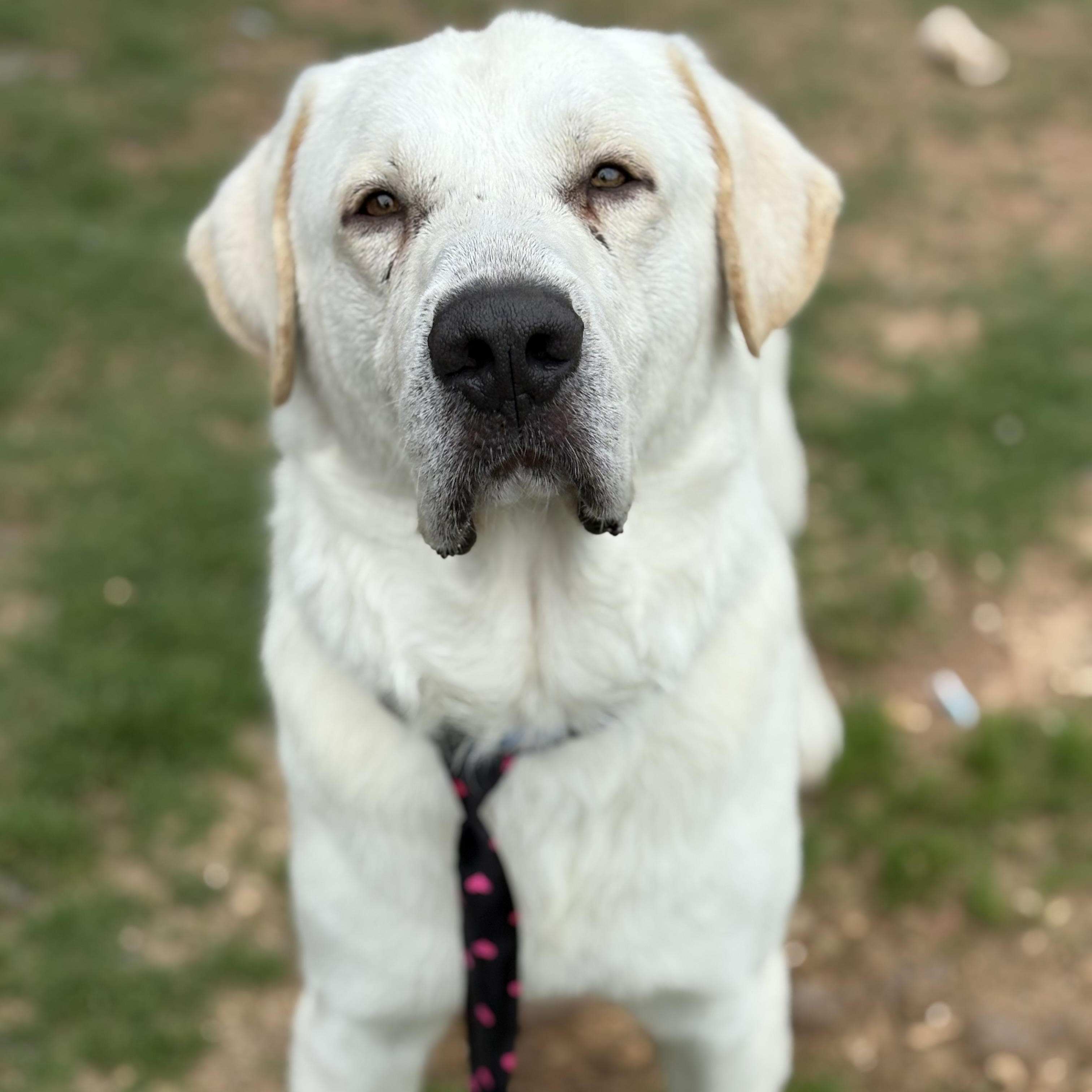 Cochise, an adoptable Great Pyrenees, Akbash in Krum, TX, 76249 | Photo Image 1