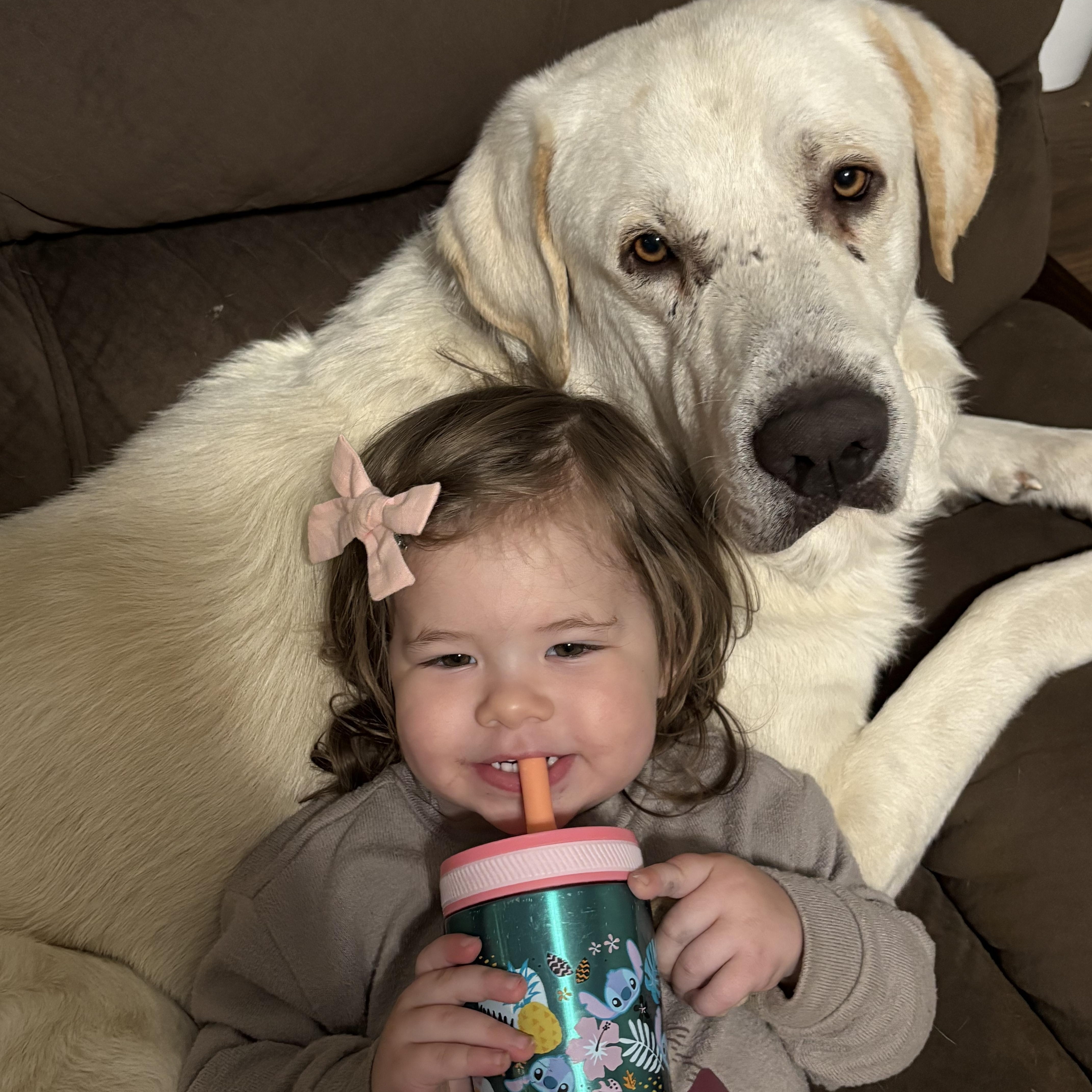 Cochise, an adoptable Great Pyrenees, Akbash in Krum, TX, 76249 | Photo Image 3