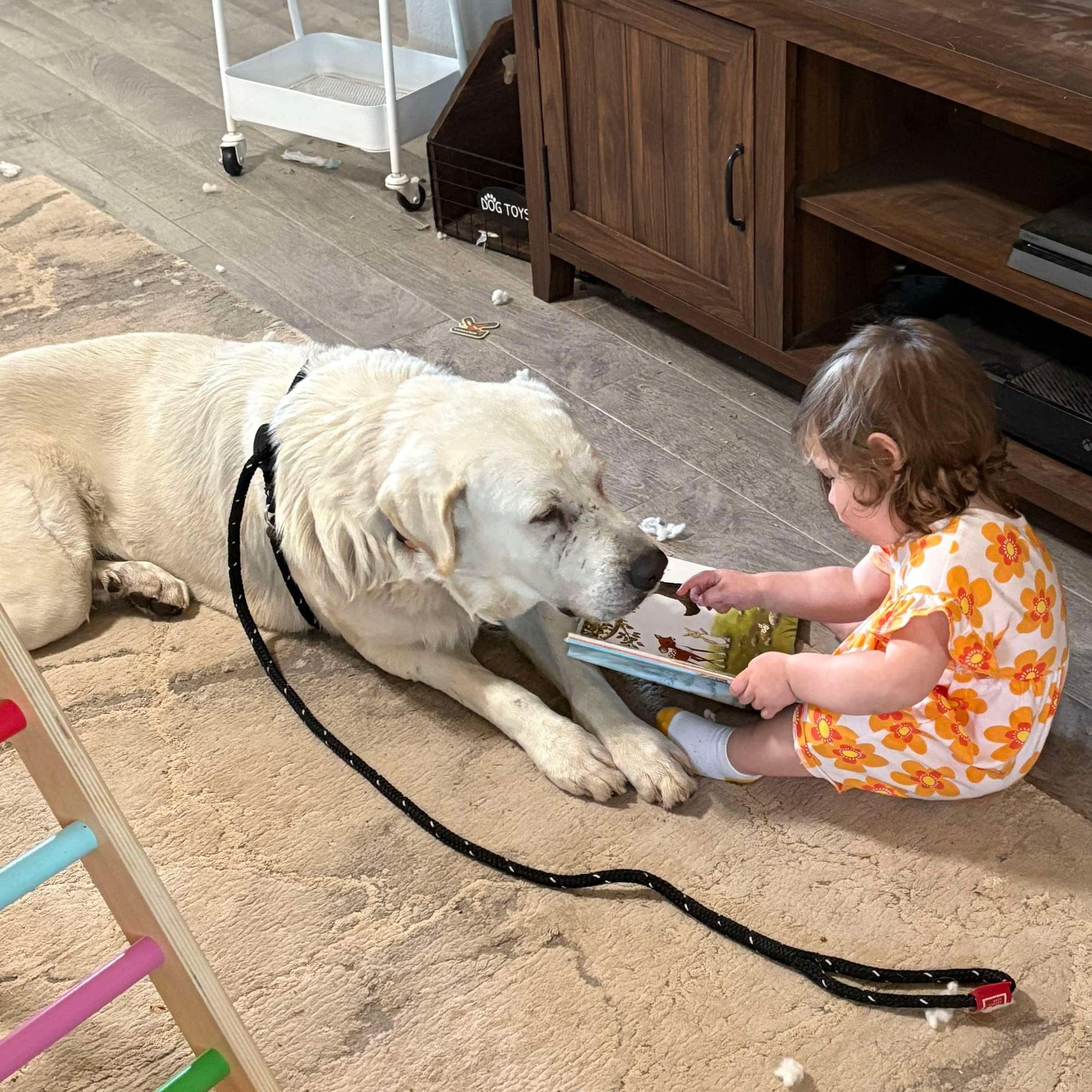 Cochise, an adoptable Great Pyrenees, Akbash in Krum, TX, 76249 | Photo Image 5