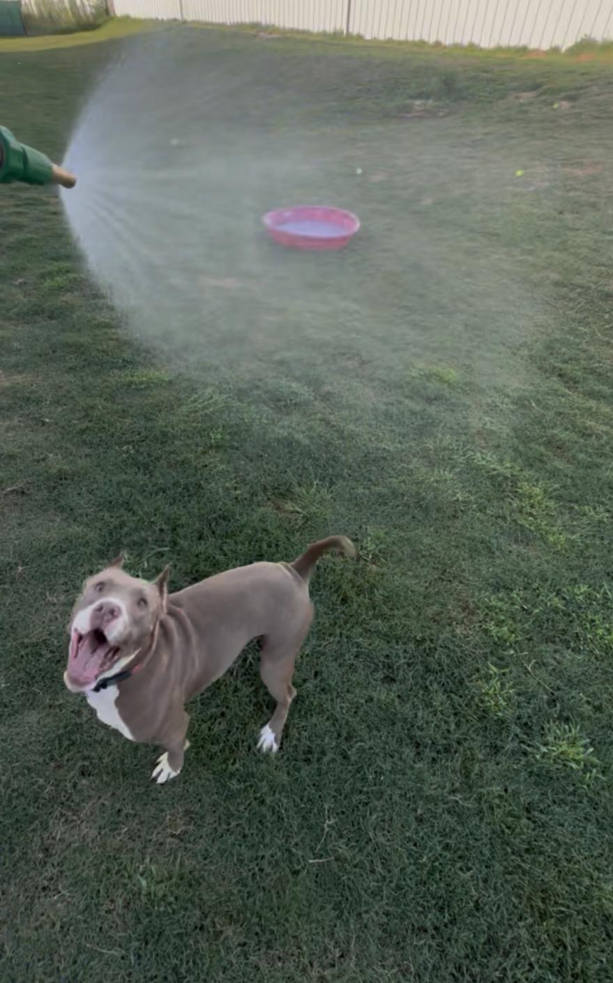 Enlarge Sugar, a Adoptable mixed breed in Omaha, NE image 6/6