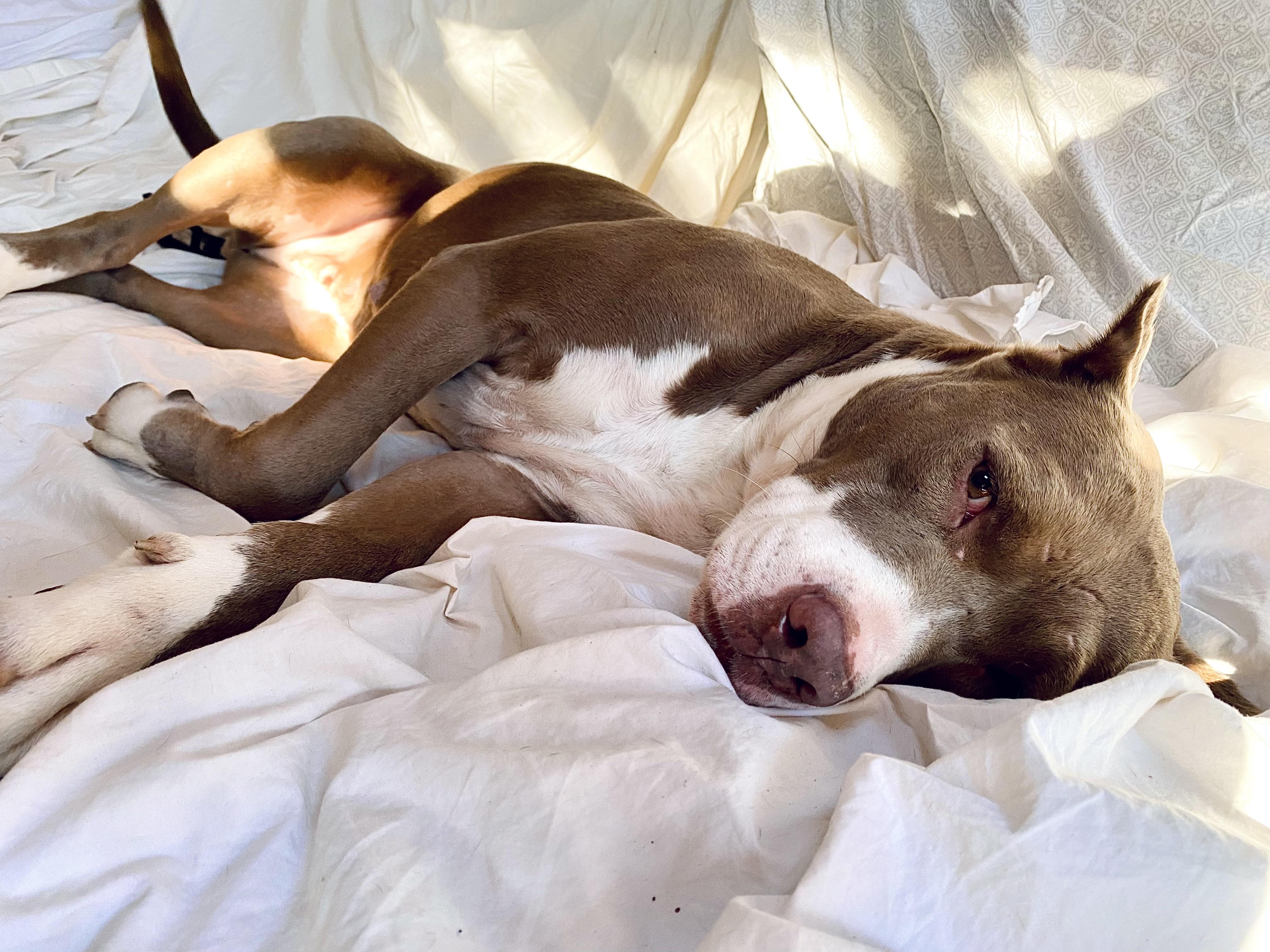 Enlarge Sugar, a Adoptable mixed breed in Omaha, NE image 2/6