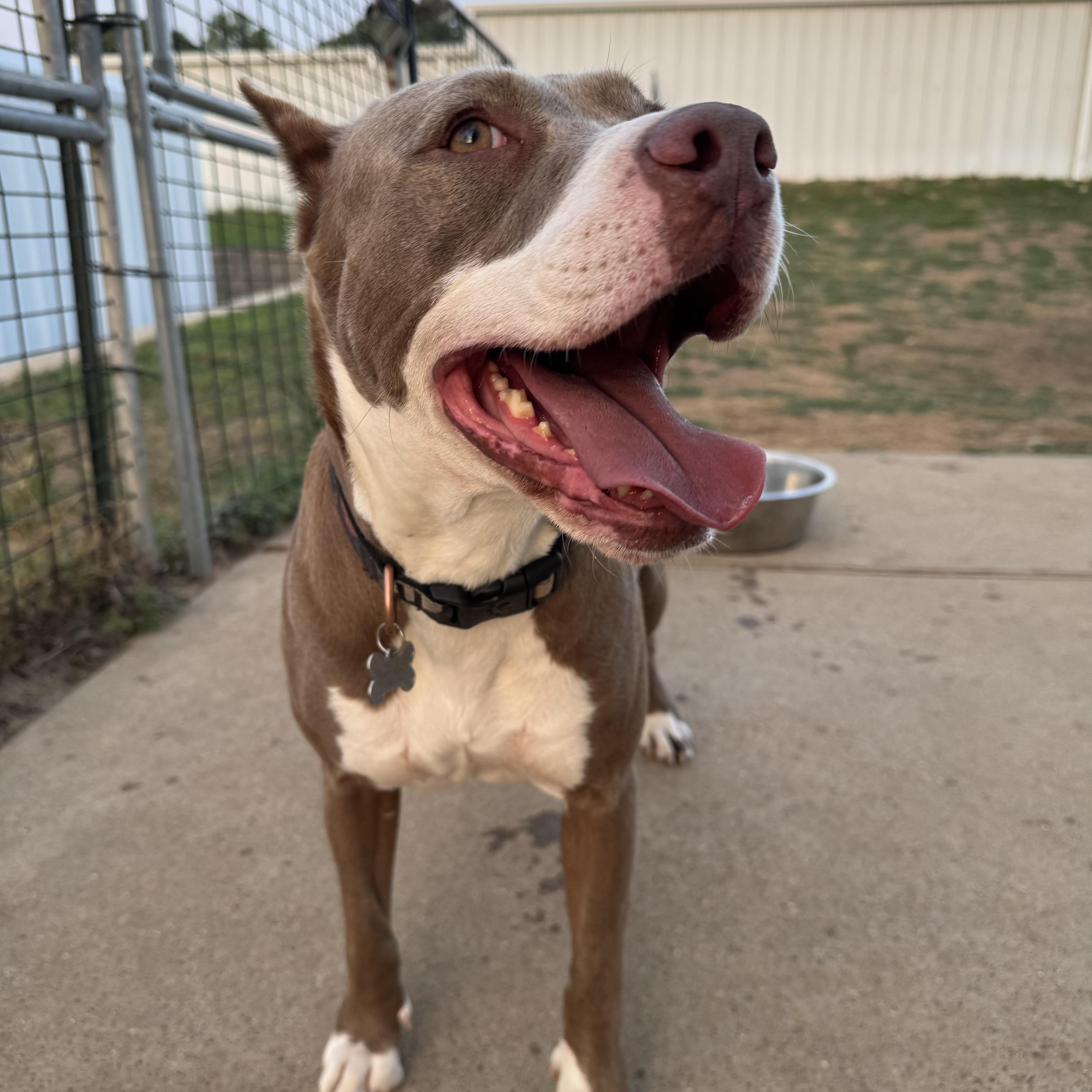 Enlarge Sugar, a Adoptable mixed breed in Omaha, NE image 4/6