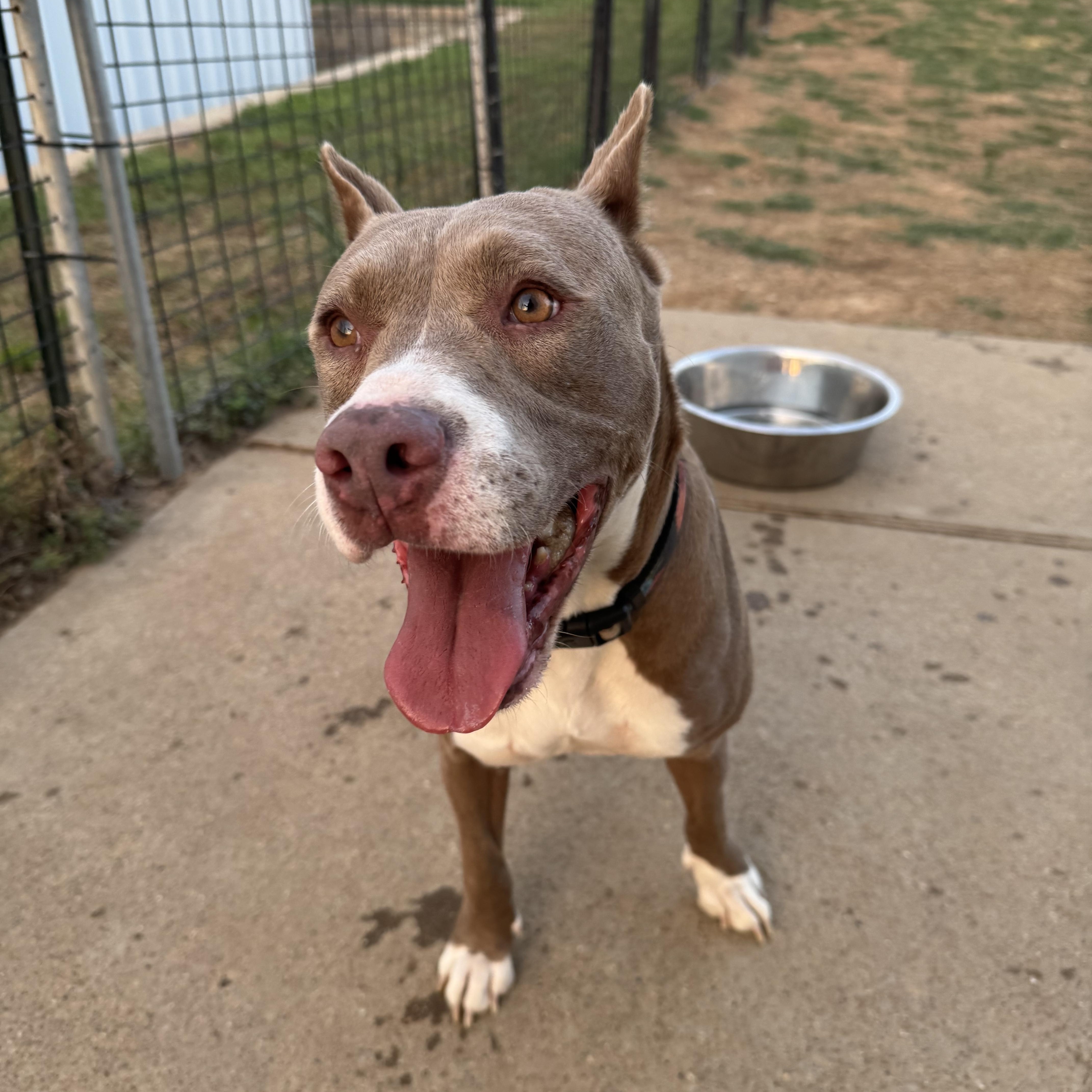 Sugar, Adoptable, Adult Female American Staffordshire Terrier & Boxer.