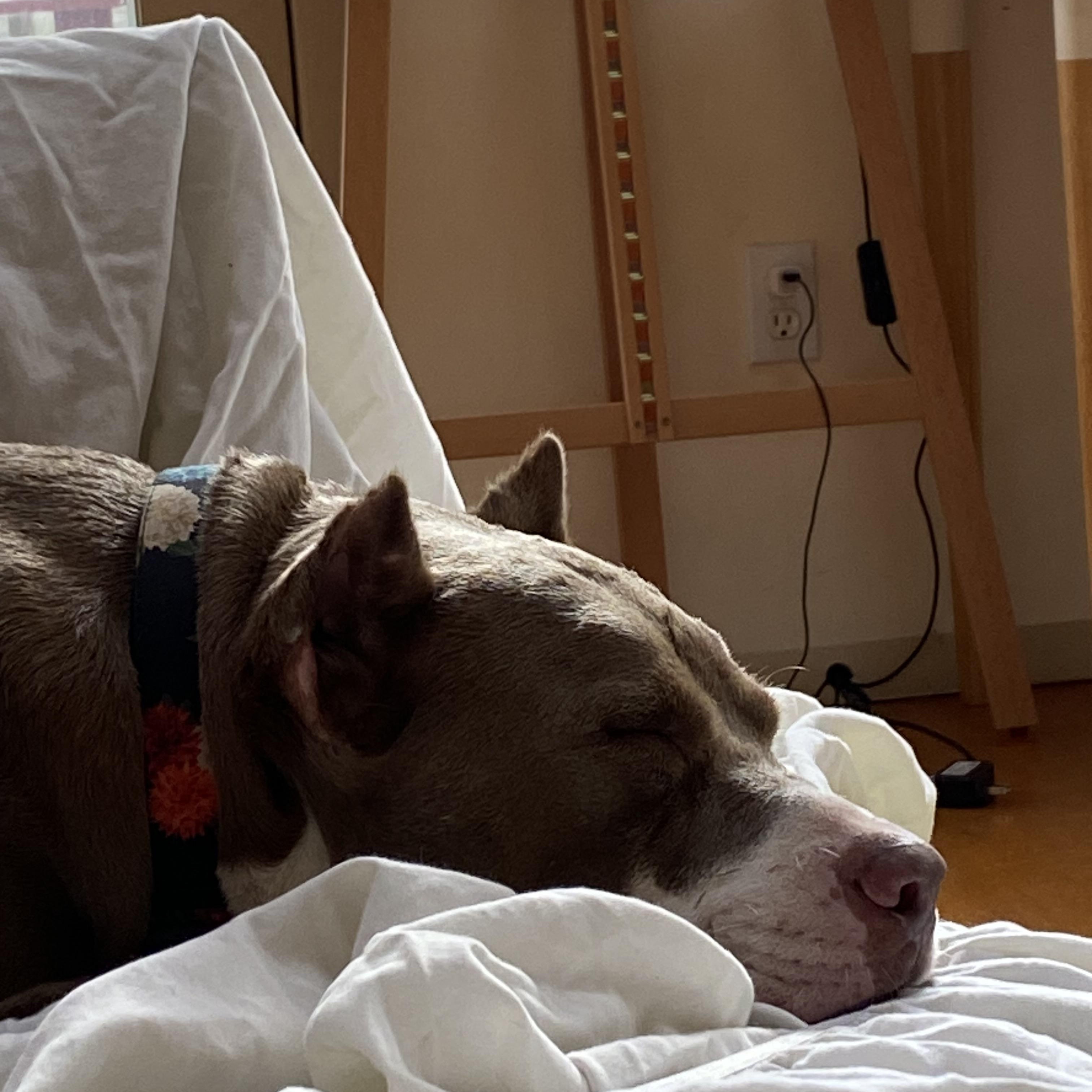 Enlarge Sugar, a Adoptable mixed breed in Omaha, NE image 3/6