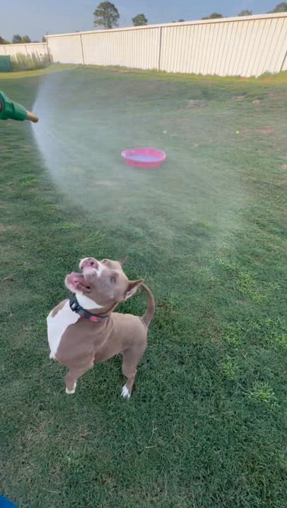 Enlarge Sugar, a Adoptable mixed breed in Omaha, NE video 5/6
