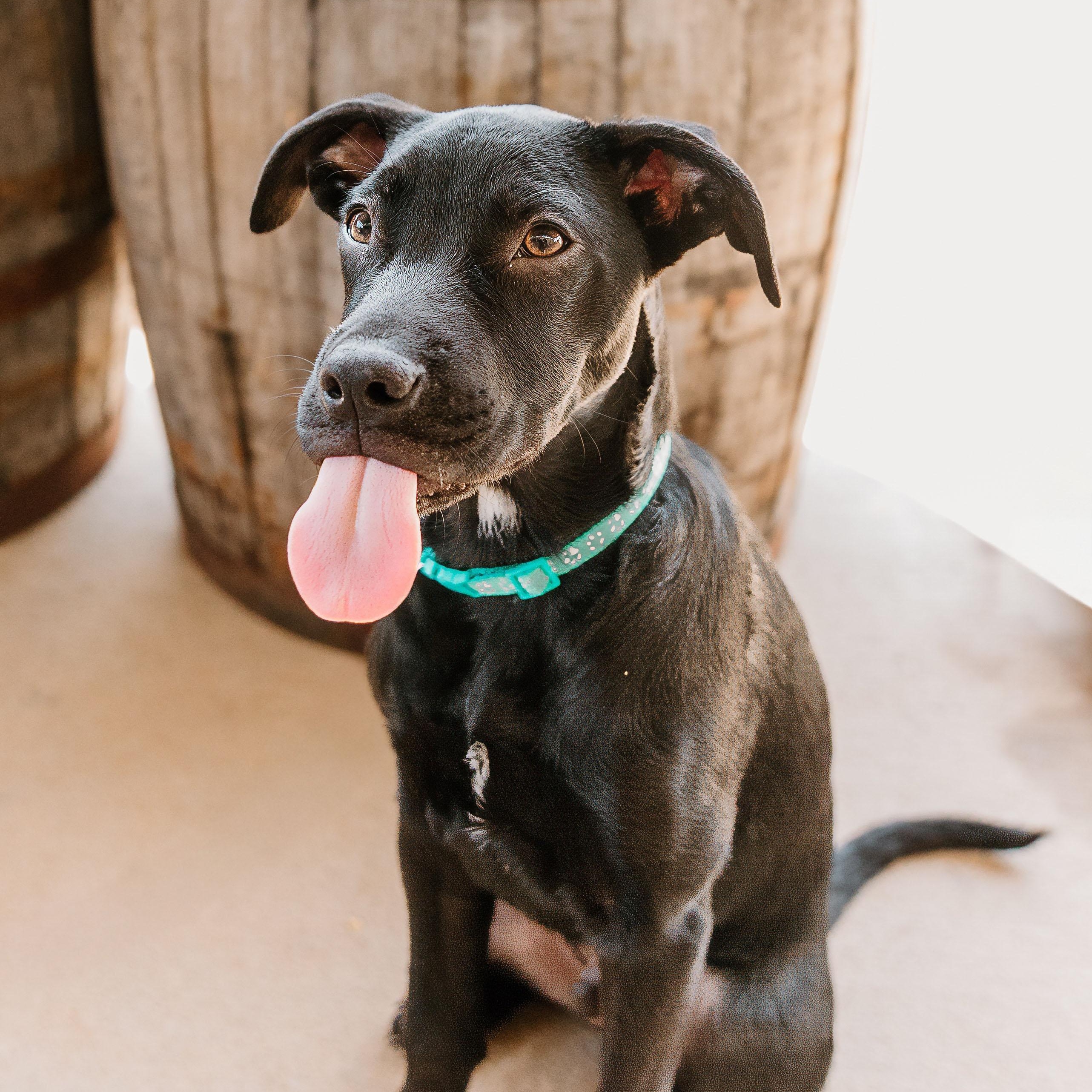 Enlarge Snapdragon, a ADOPTABLE mixed breed in Rock Hill, SC image 2/6