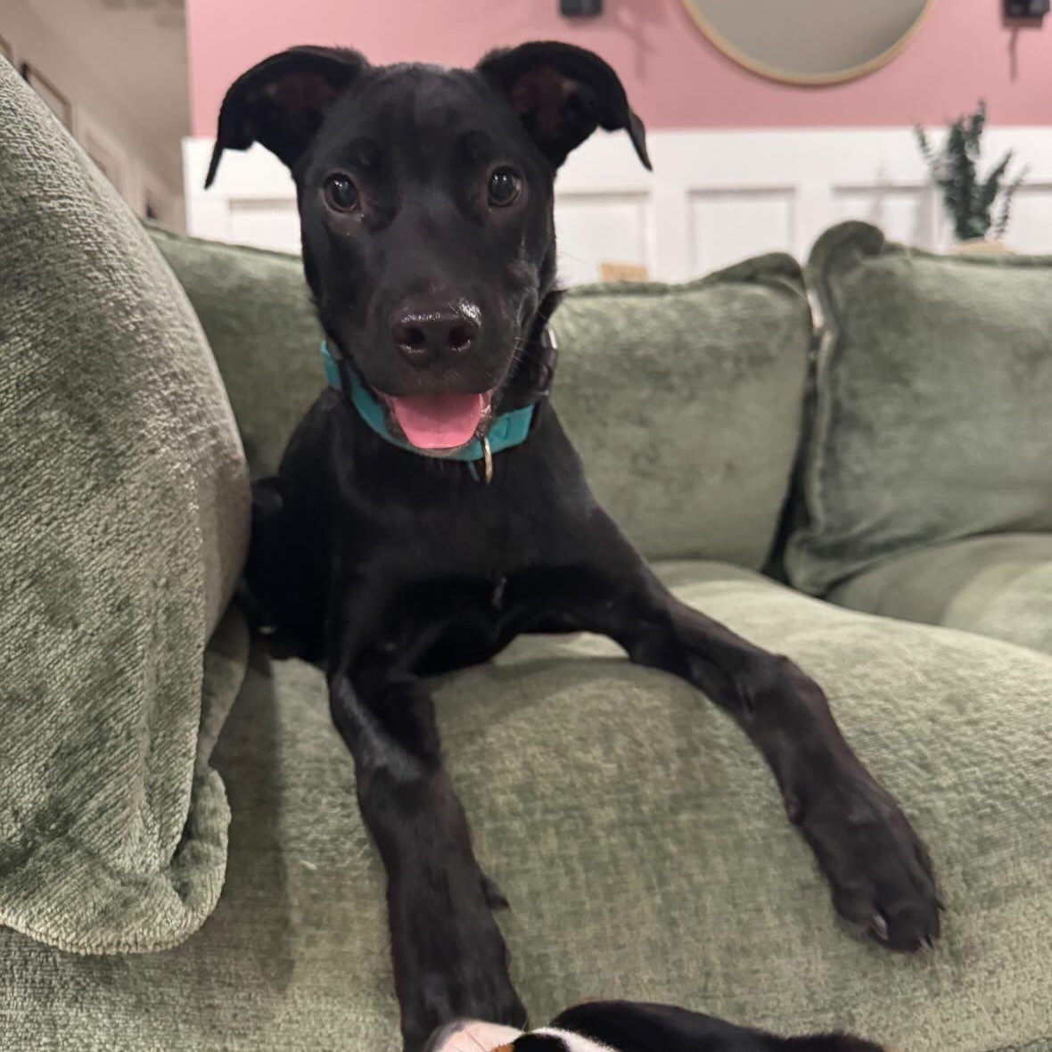 Enlarge Snapdragon, a ADOPTABLE mixed breed in Rock Hill, SC image 3/6