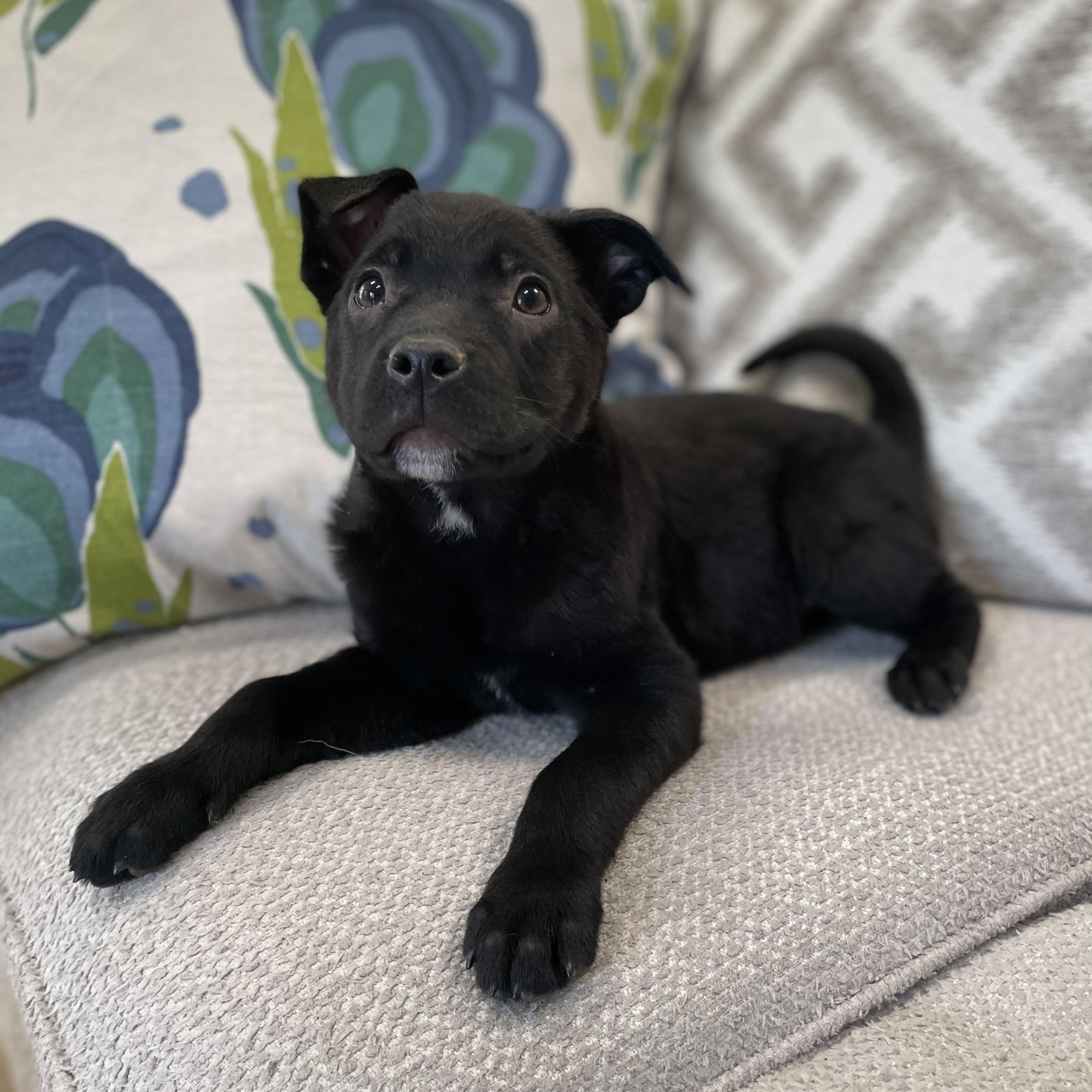 Enlarge Snapdragon, a ADOPTABLE mixed breed in Rock Hill, SC image 4/6