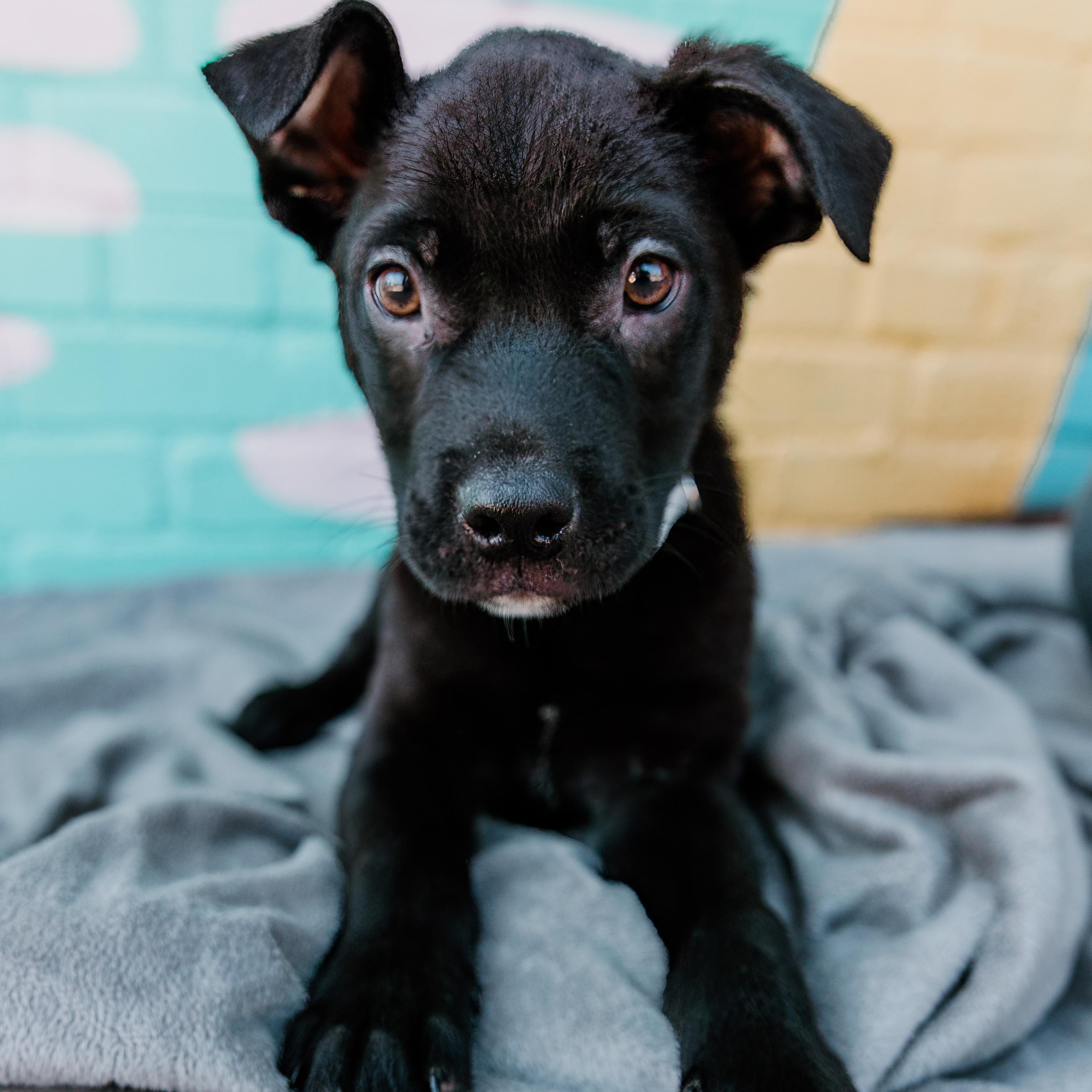 Enlarge Snapdragon, a ADOPTABLE mixed breed in Rock Hill, SC image 6/6