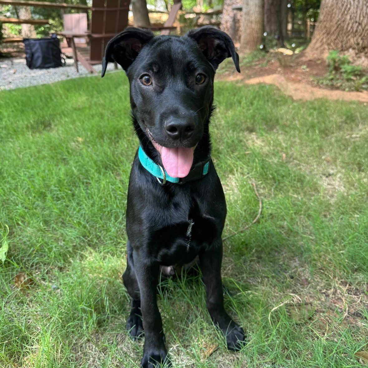 Enlarge Snapdragon, a ADOPTABLE mixed breed in Rock Hill, SC image 1/6