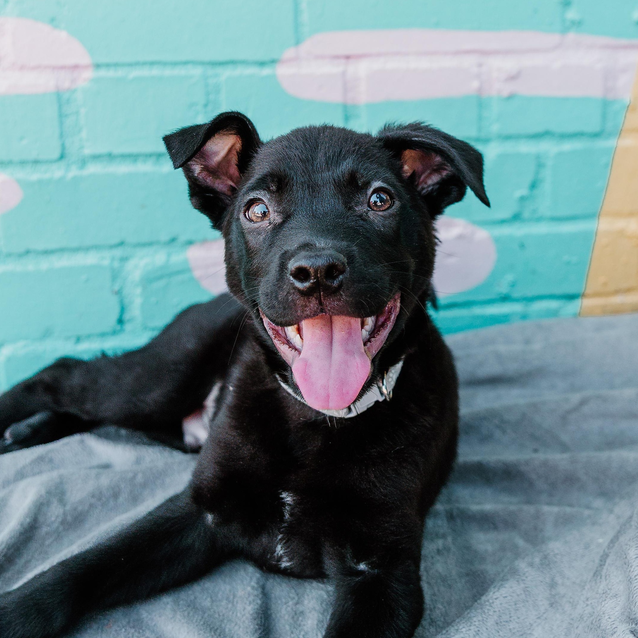 Enlarge Snapdragon, a ADOPTABLE mixed breed in Rock Hill, SC image 1/6