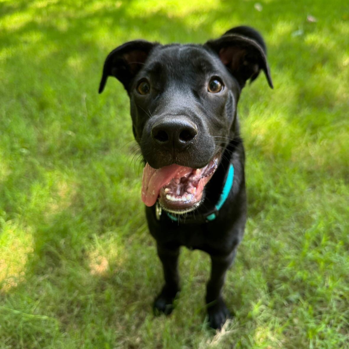 Enlarge Snapdragon, a ADOPTABLE mixed breed in Rock Hill, SC image 4/6
