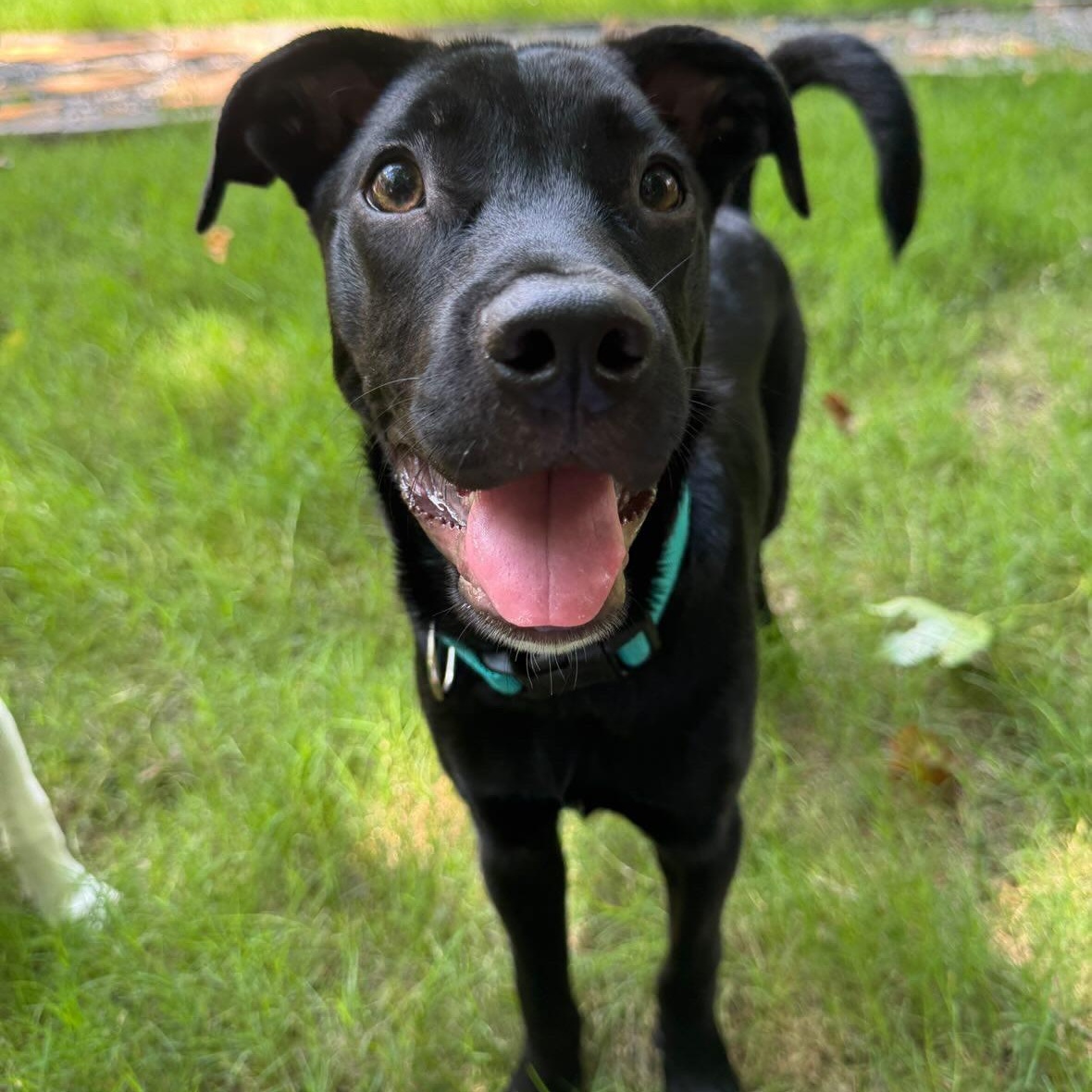 Enlarge Snapdragon, a ADOPTABLE mixed breed in Rock Hill, SC image 6/6