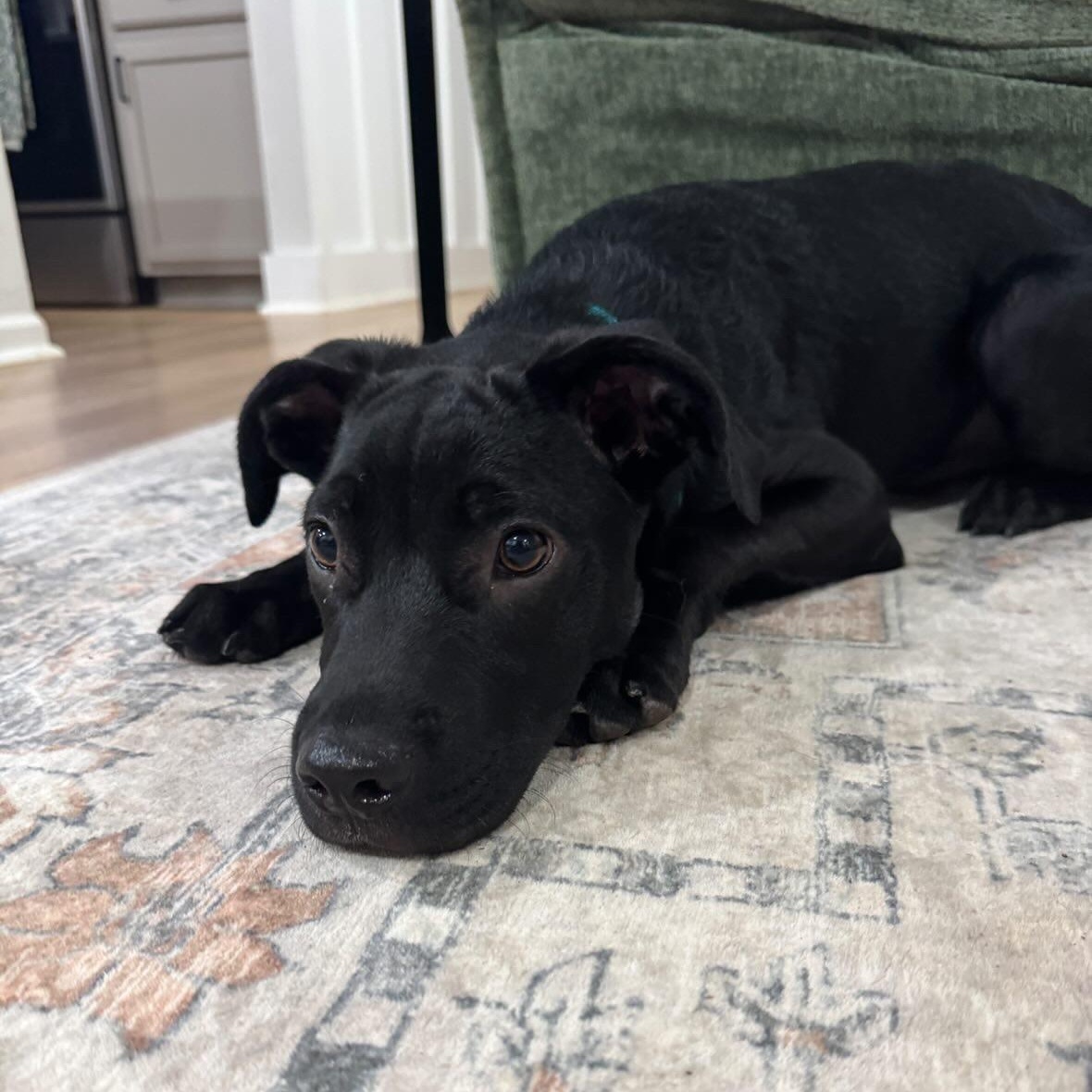 Enlarge Snapdragon, a ADOPTABLE mixed breed in Rock Hill, SC image 5/6