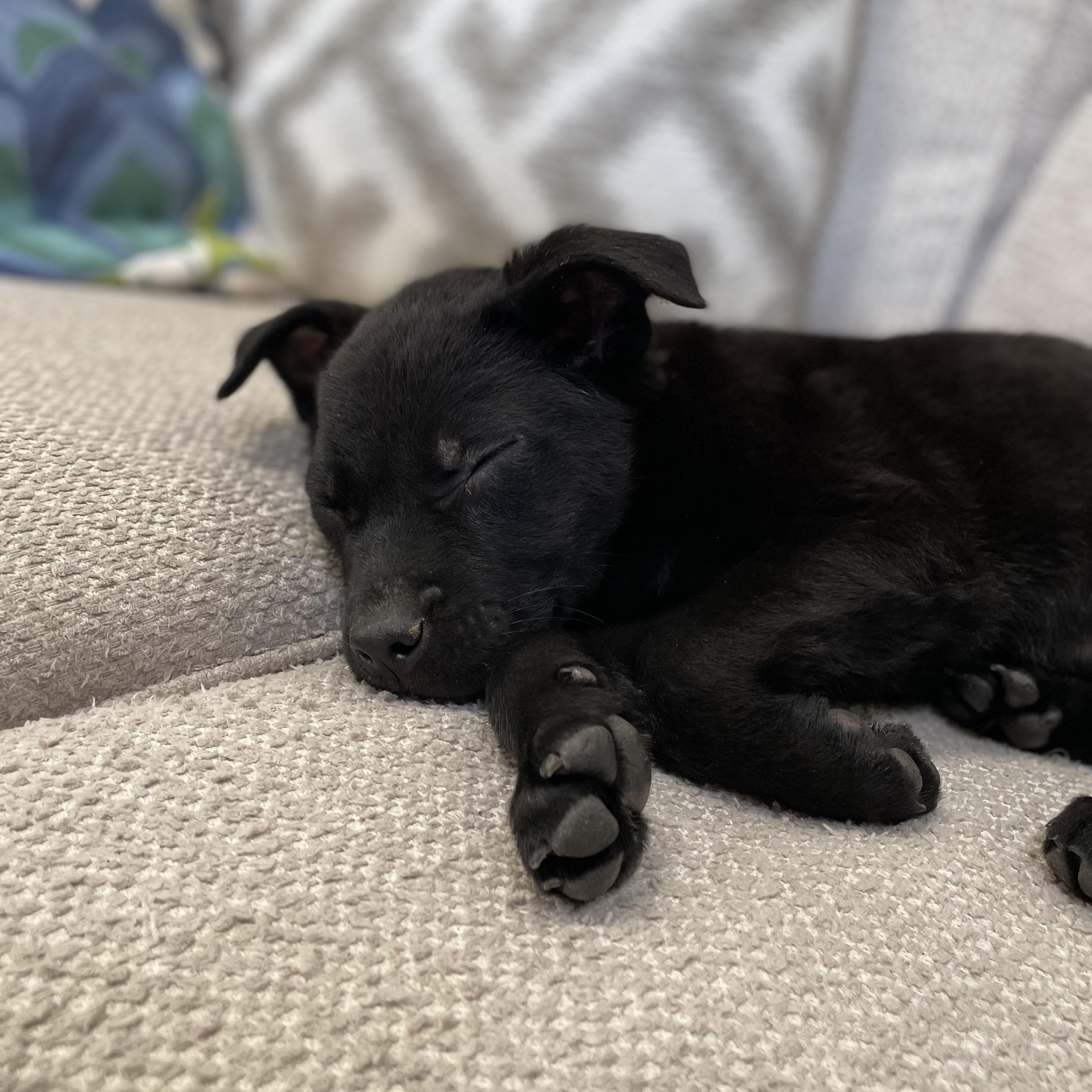 Enlarge Snapdragon, a ADOPTABLE mixed breed in Rock Hill, SC image 5/6