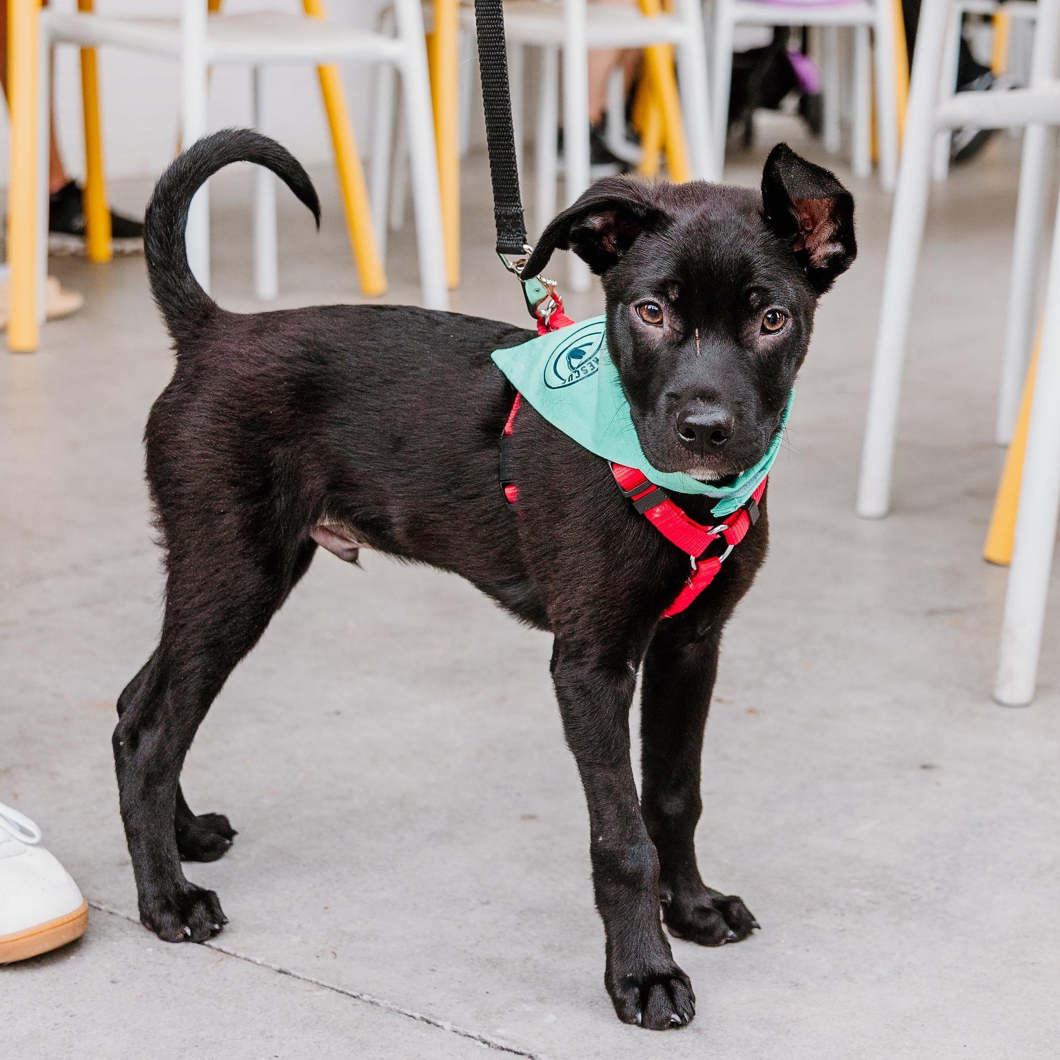 Snapdragon, ADOPTABLE, Puppy Male Labrador Retriever & Mixed Breed.