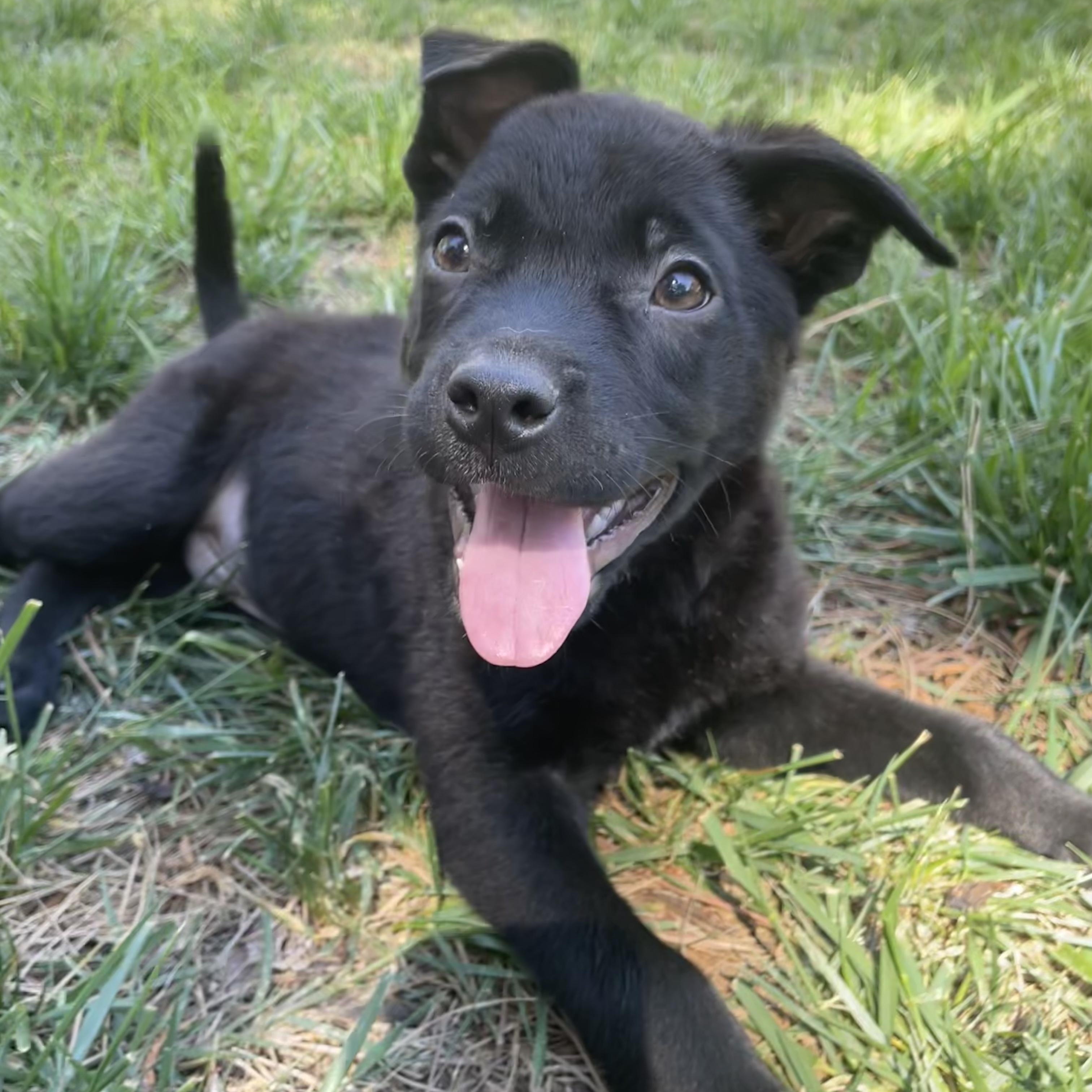 Enlarge Snapdragon, a ADOPTABLE mixed breed in Rock Hill, SC image 3/6