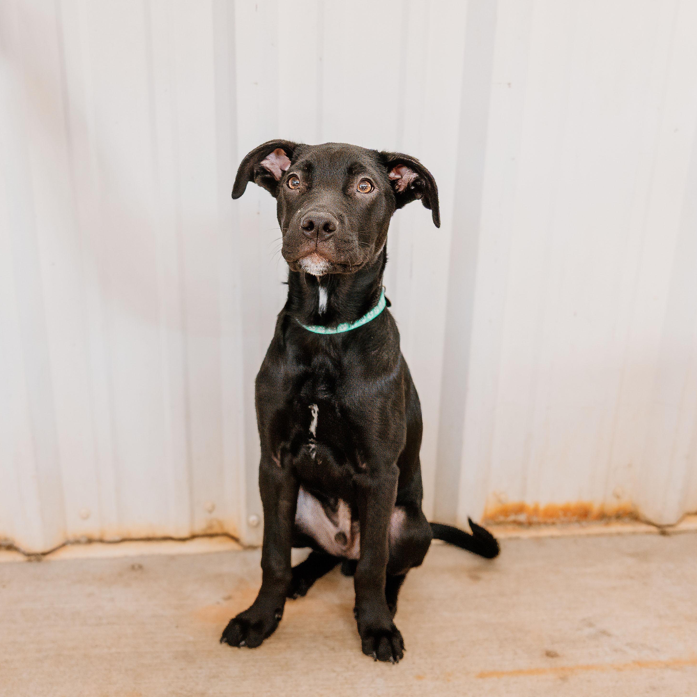 Snapdragon, ADOPTABLE, Puppy Male Labrador Retriever & Mixed Breed.