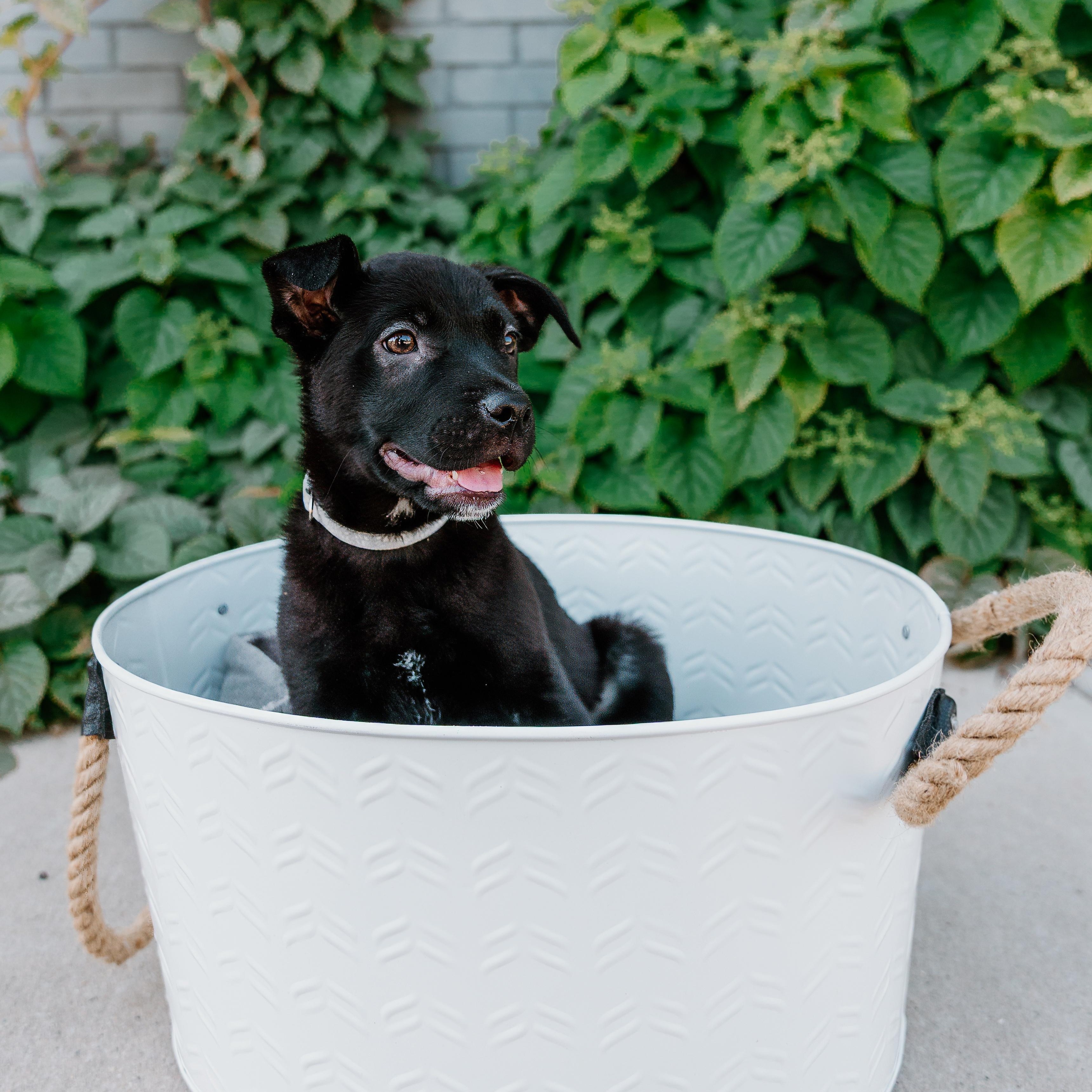 Enlarge Snapdragon, a ADOPTABLE mixed breed in Rock Hill, SC image 2/6