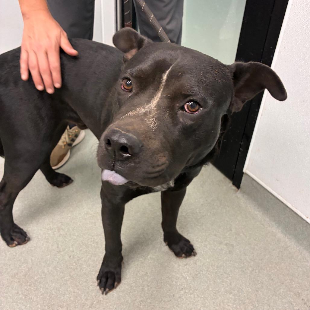 Myers, Adoptable, Adult Male Shar-Pei & Terrier.