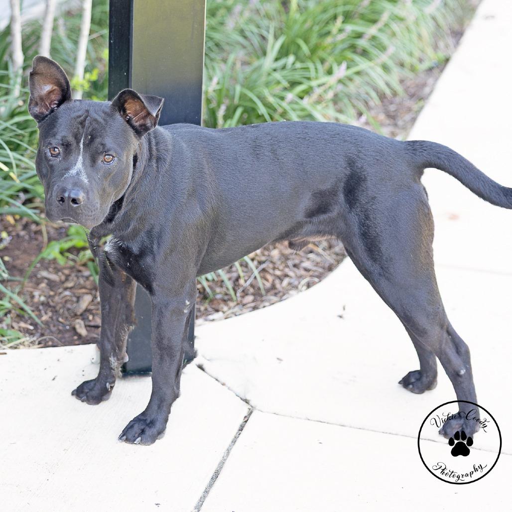 Enlarge Myers, a Adoptable mixed breed in Abilene, TX image 2/5