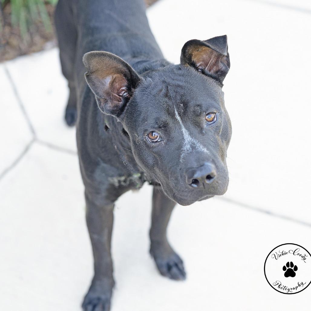 Enlarge Myers, a Adoptable mixed breed in Abilene, TX image 3/5
