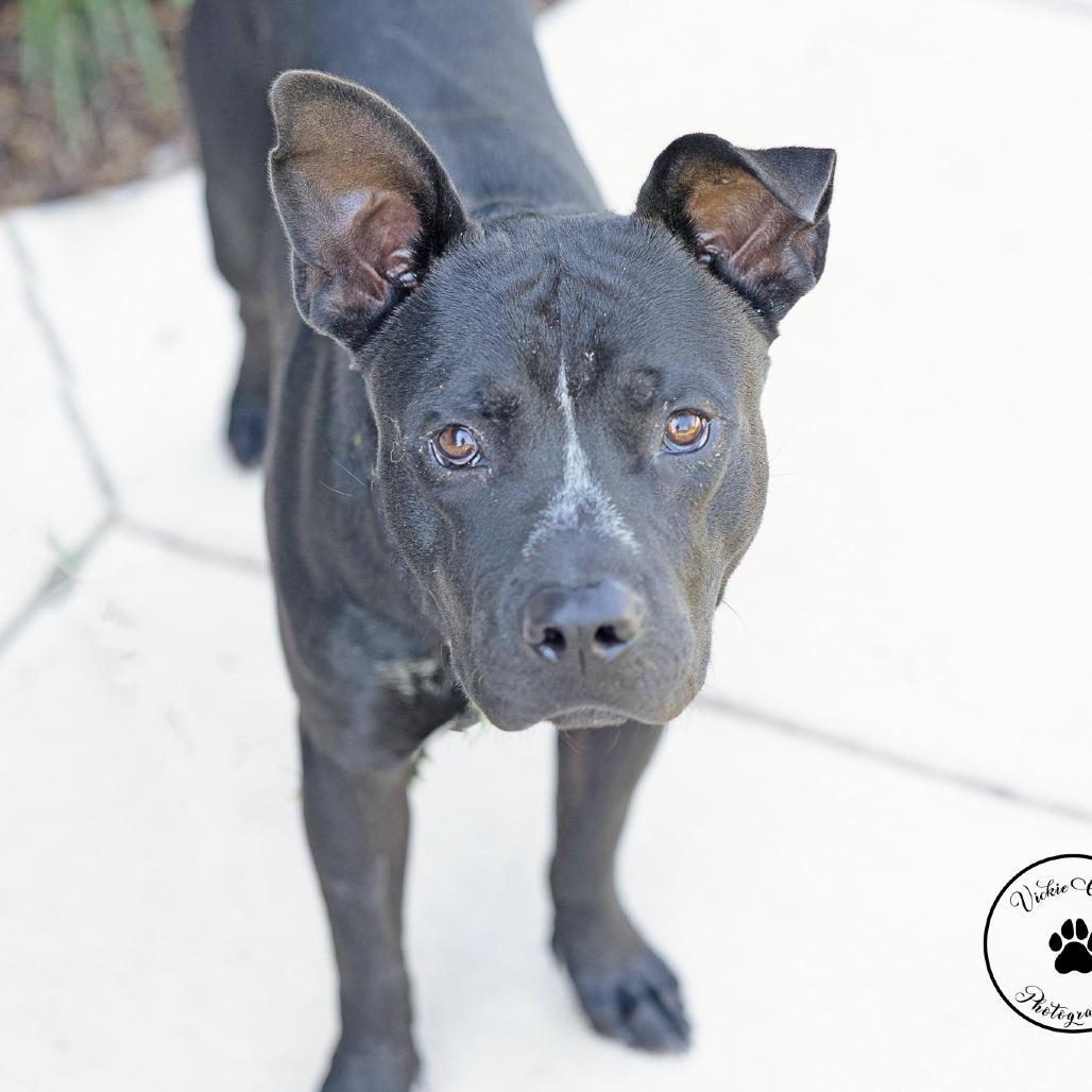 Enlarge Myers, a Adoptable mixed breed in Abilene, TX image 4/5