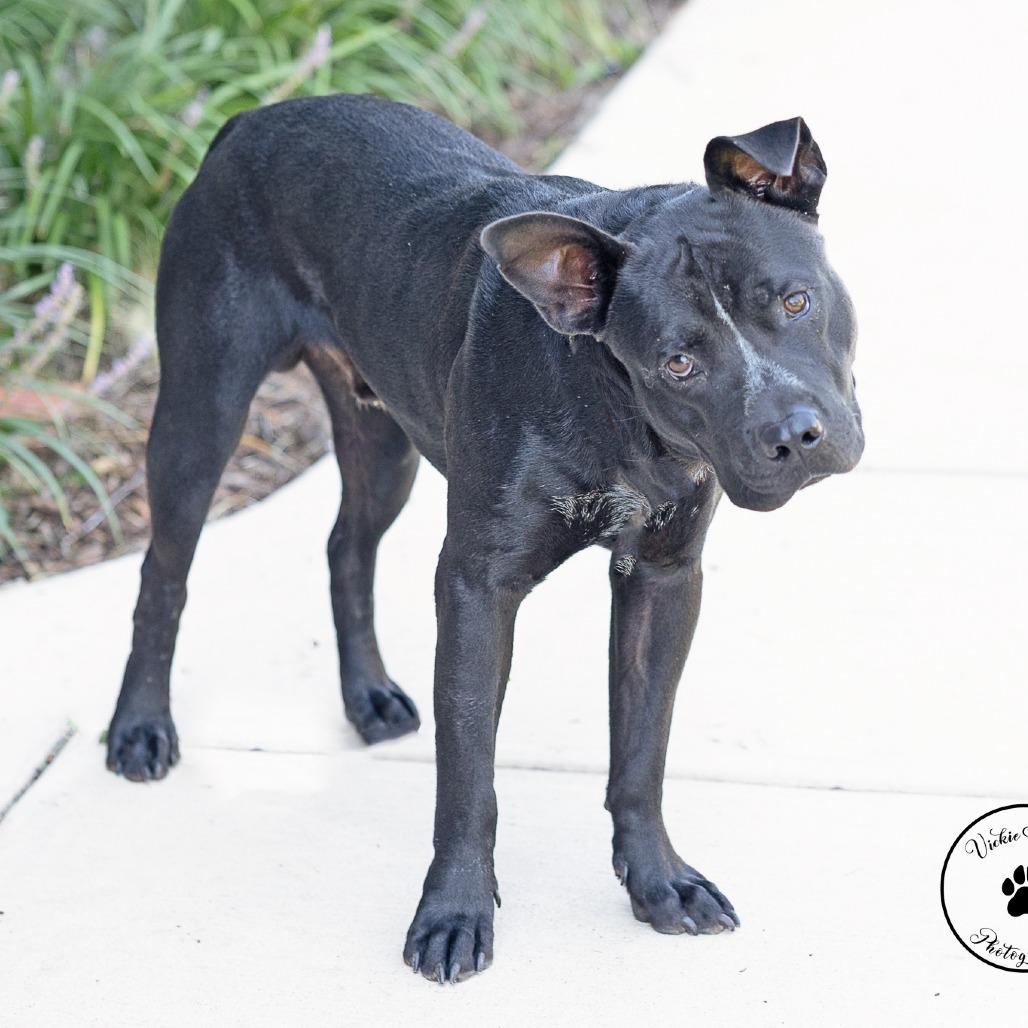 Enlarge Myers, a Adoptable mixed breed in Abilene, TX image 5/5