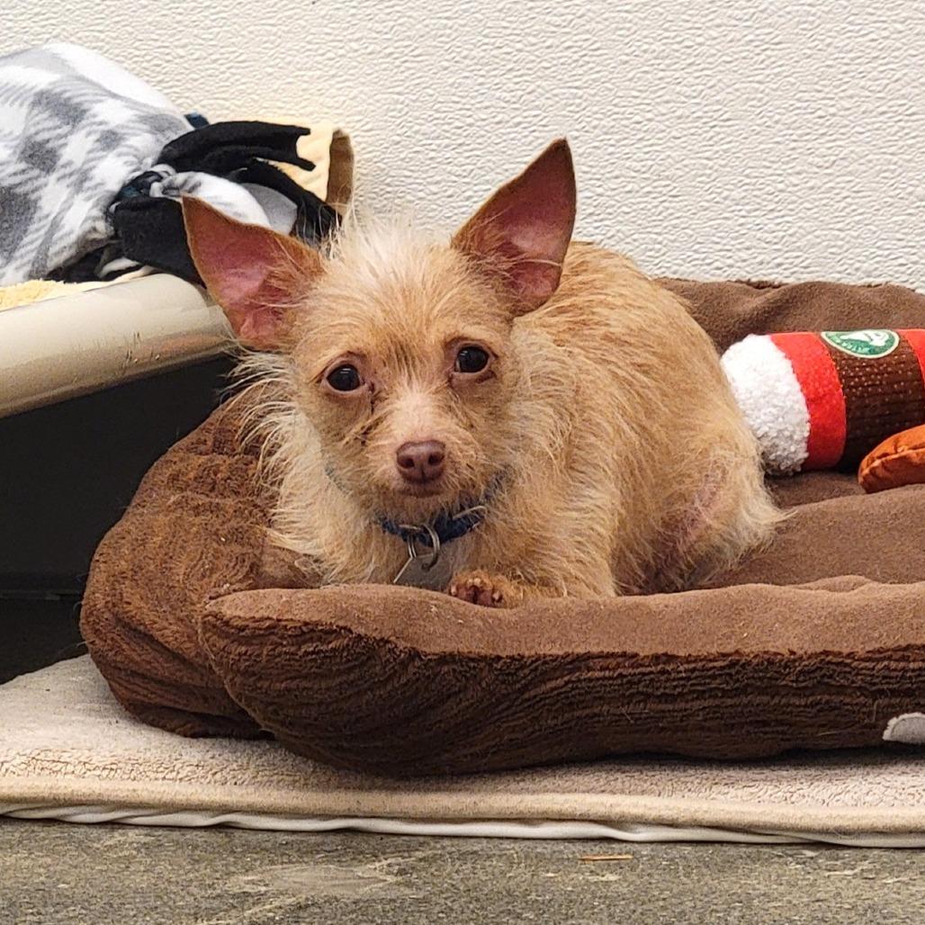 Gelato, Adoptable, Adult Female Yorkshire Terrier & Chihuahua.