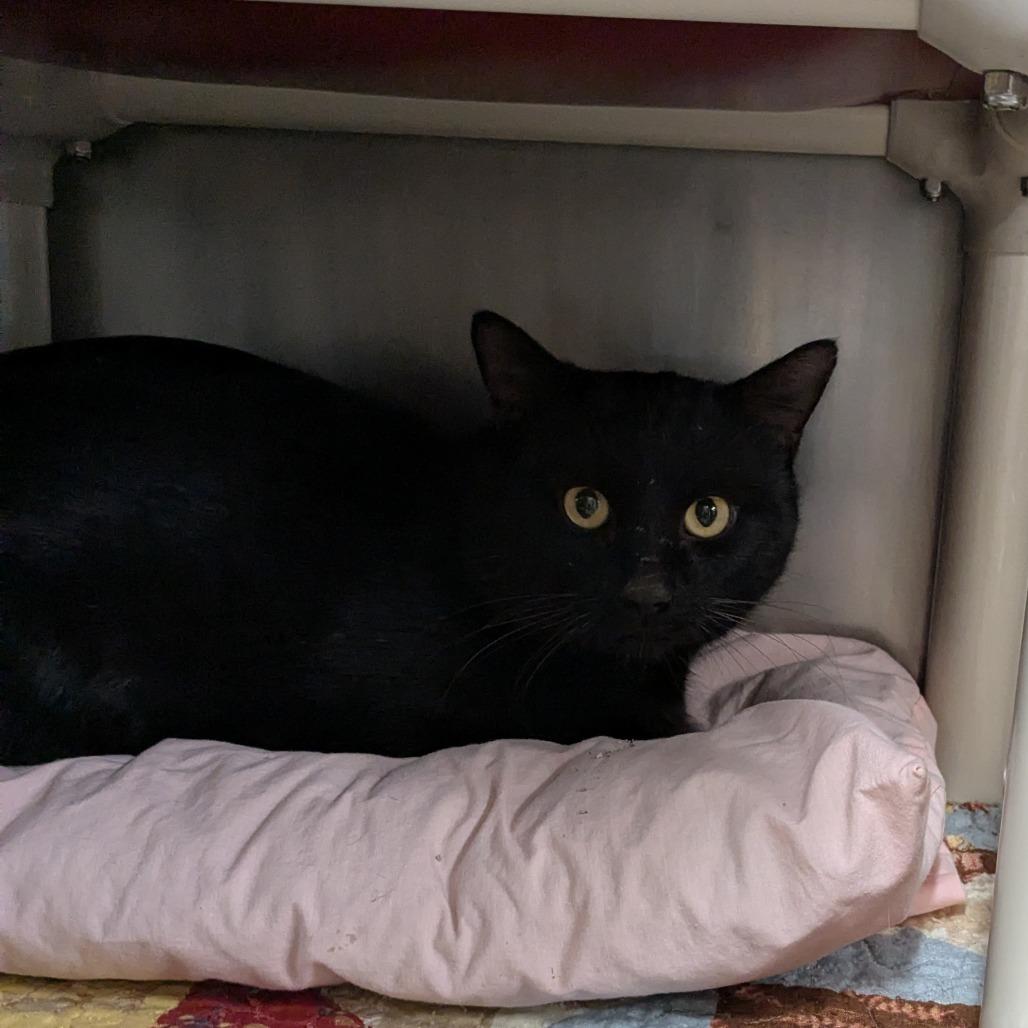 Carbon — thumbnail 2