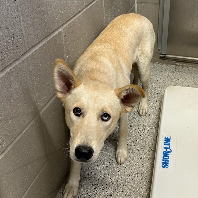 Winter, Adoptable, Young Female Yellow Labrador Retriever & Siberian Husky.