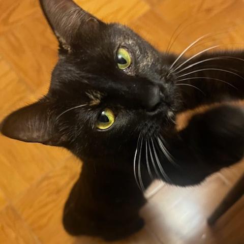 Christy Turlington, Adoptable, Adult Female Domestic Short Hair.