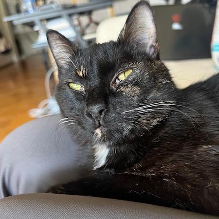 Enlarge Christy Turlington, a Adoptable Domestic Short Hair in Washington, DC image 2/6
