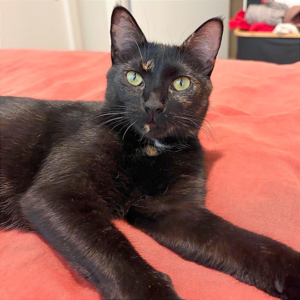 Enlarge Christy Turlington, a Adoptable Domestic Short Hair in Washington, DC image 2/6