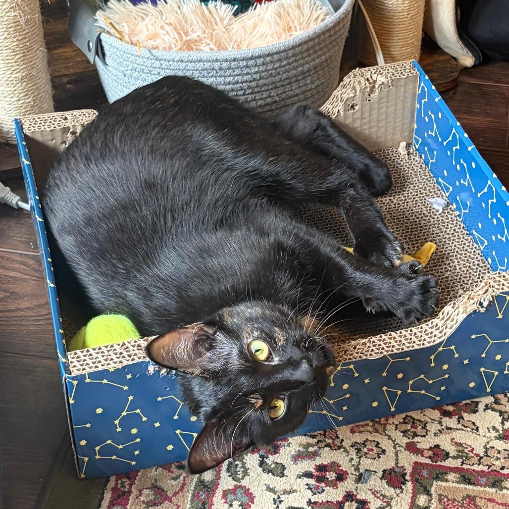 Enlarge Christy Turlington, a Adoptable Domestic Short Hair in Washington, DC image 3/6