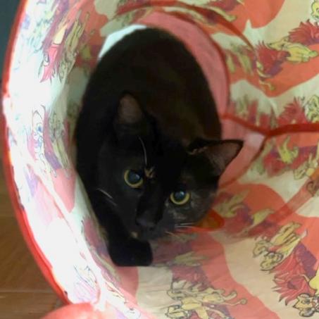 Enlarge Christy Turlington, a Adoptable Domestic Short Hair in Washington, DC image 3/6