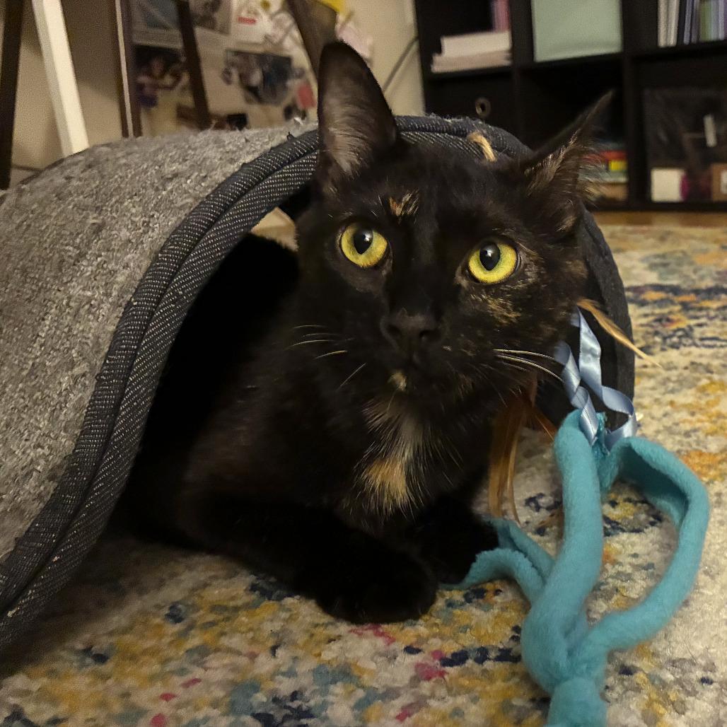 Enlarge Christy Turlington, a Adoptable Domestic Short Hair in Washington, DC image 4/6