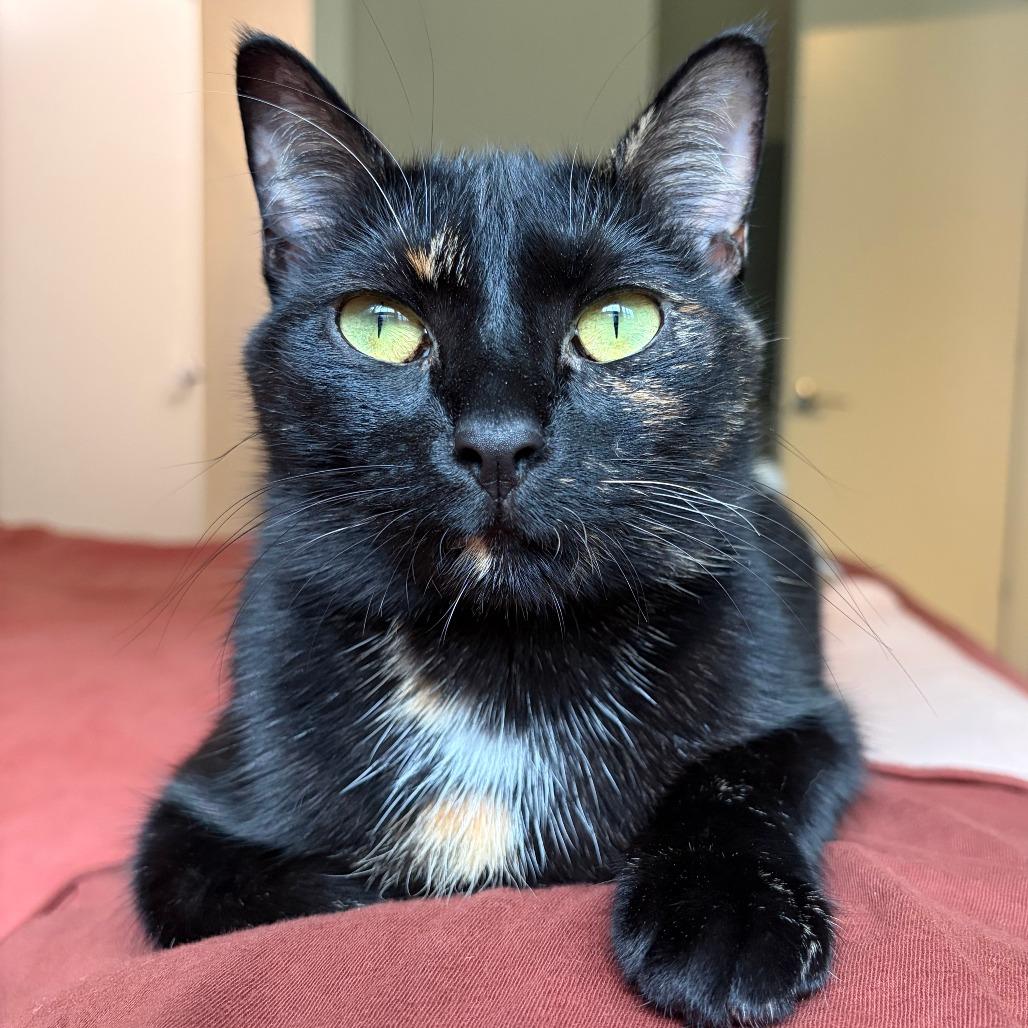 Enlarge Christy Turlington, a Adoptable Domestic Short Hair in Washington, DC image 5/6