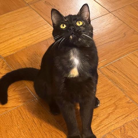 Enlarge Christy Turlington, a Adoptable Domestic Short Hair in Washington, DC image 5/6
