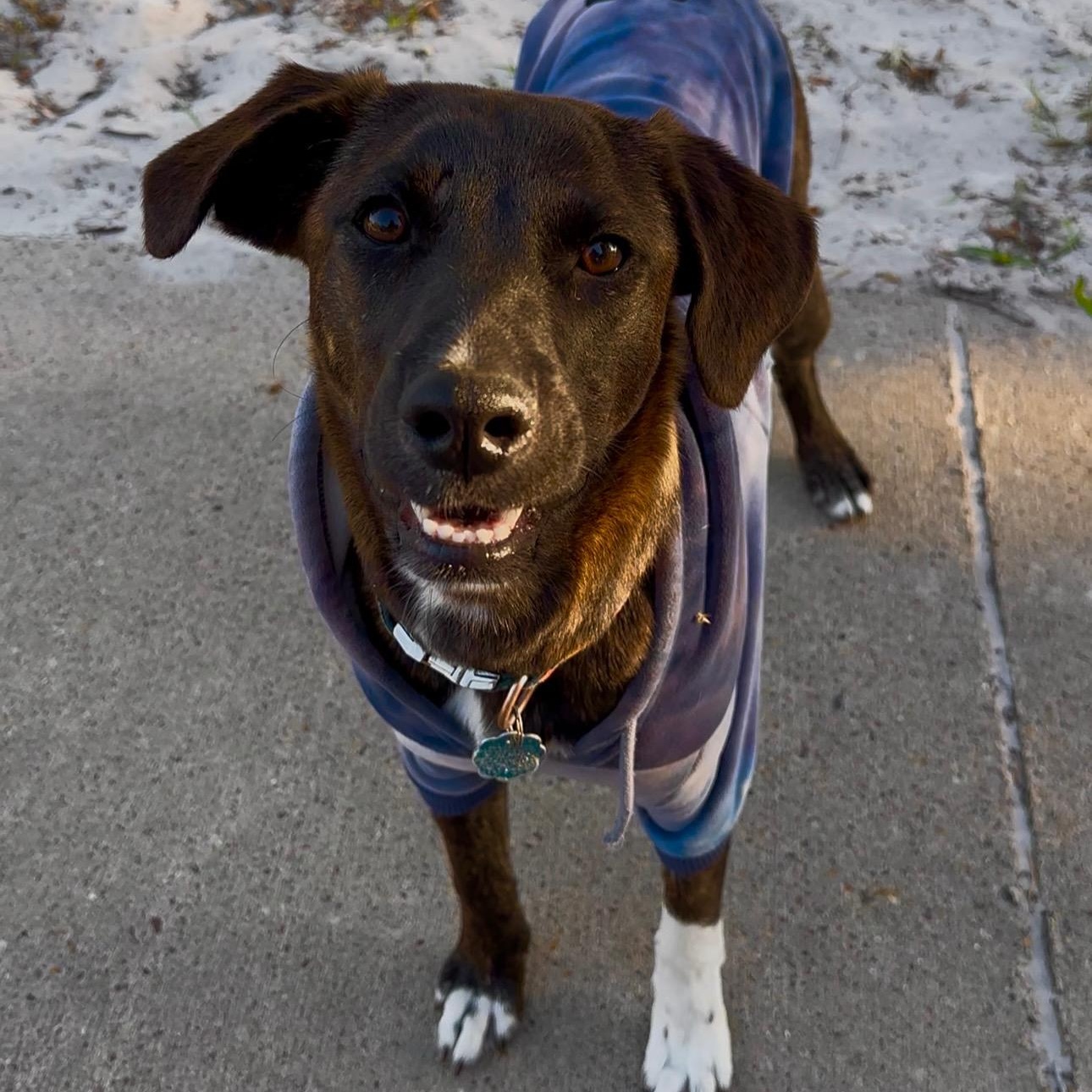 Poppy Rae, an adoptable Labrador Retriever, Border Terrier in Calumet, MI, 49913 | Photo Image 2